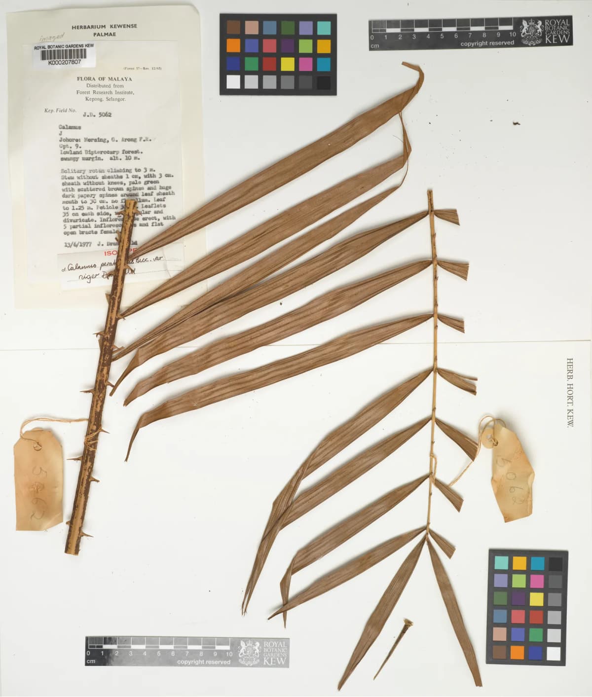 Botanical specimen of Calamus Perakensis.
