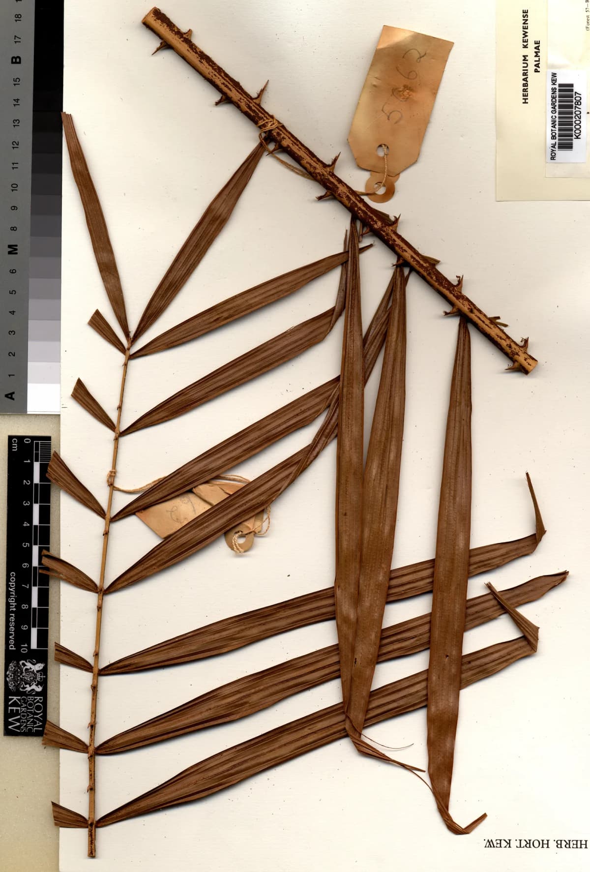 Botanical specimen of Calamus Perakensis.