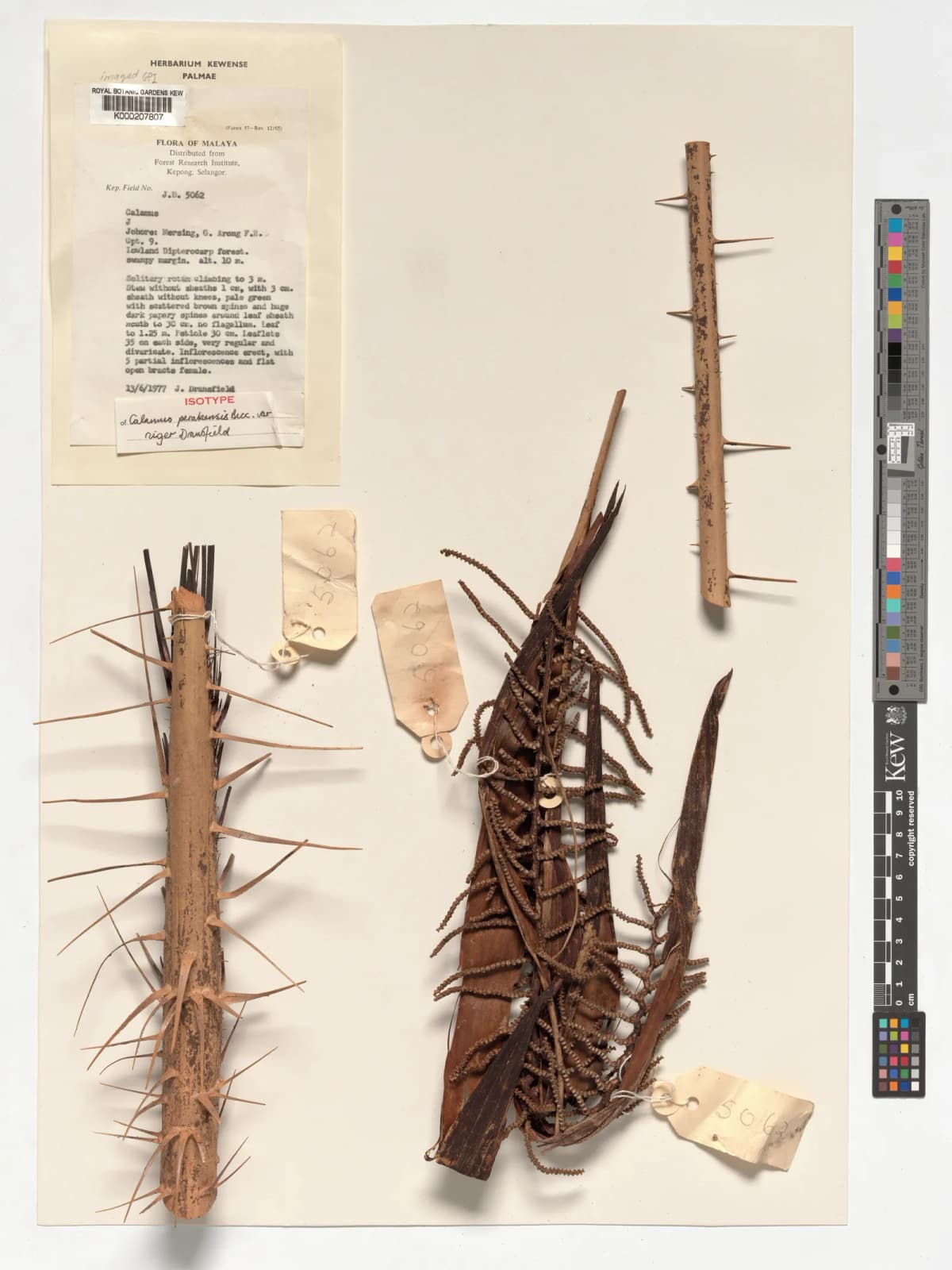 Botanical specimen of Calamus Perakensis.