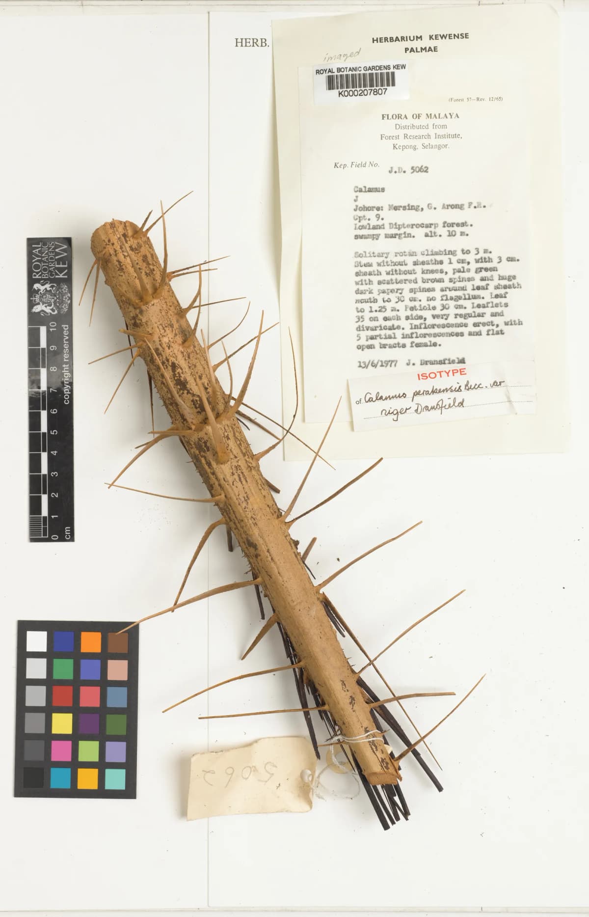 Botanical specimen of Calamus Perakensis.