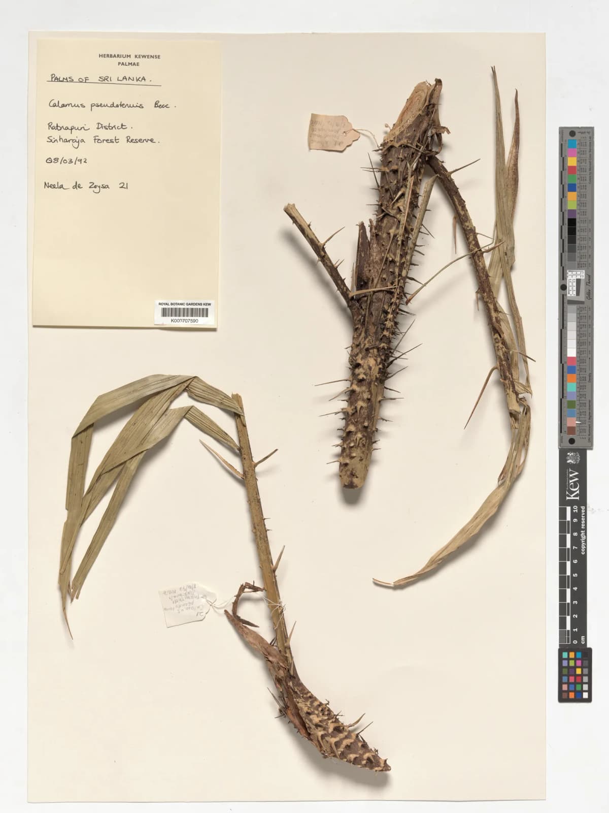 Botanical specimen of Calamus Perakensis.