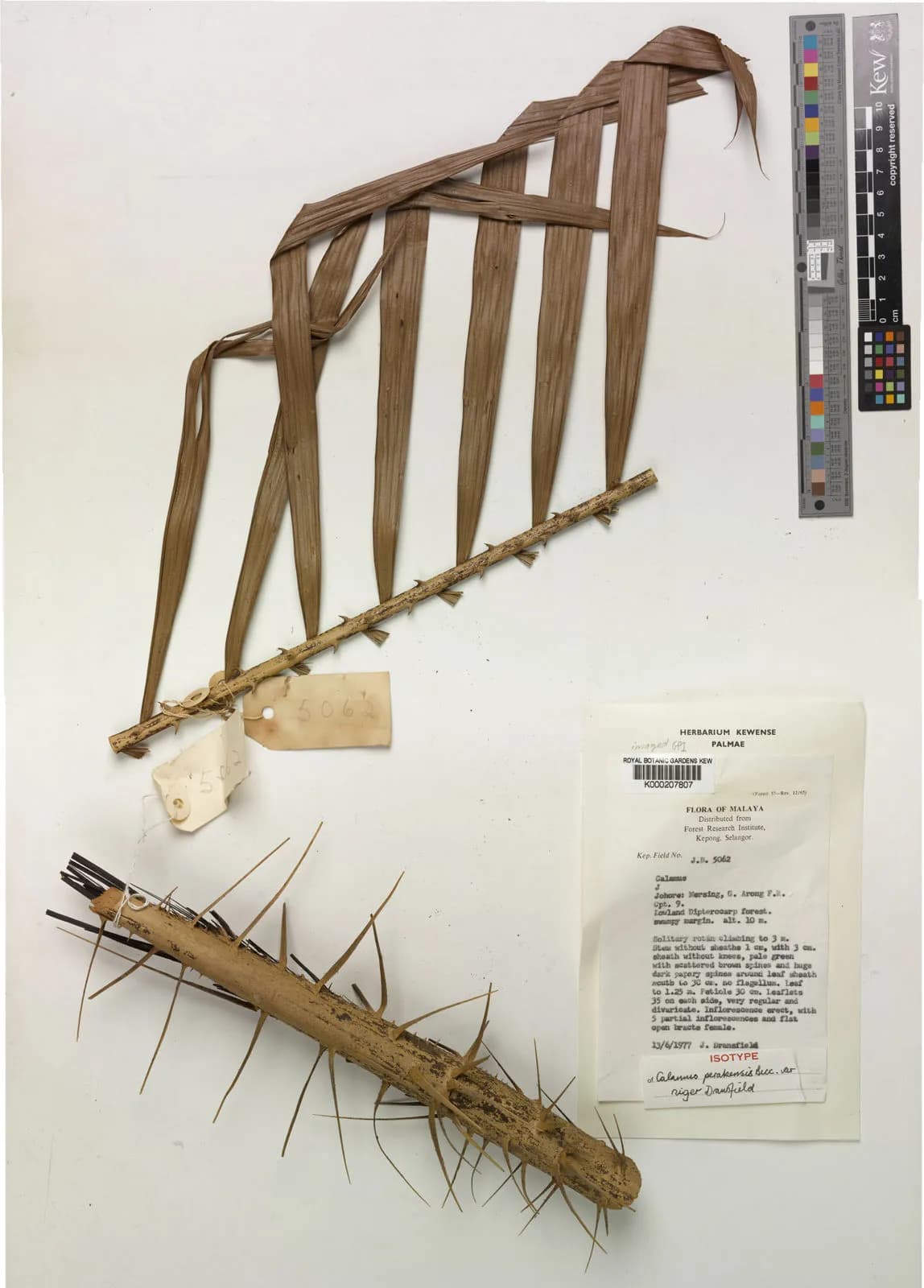 Botanical specimen of Calamus Perakensis.