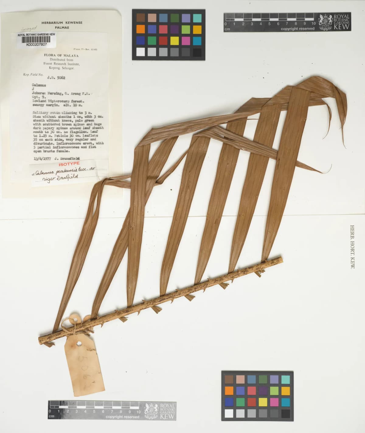 Botanical specimen of Calamus Perakensis.