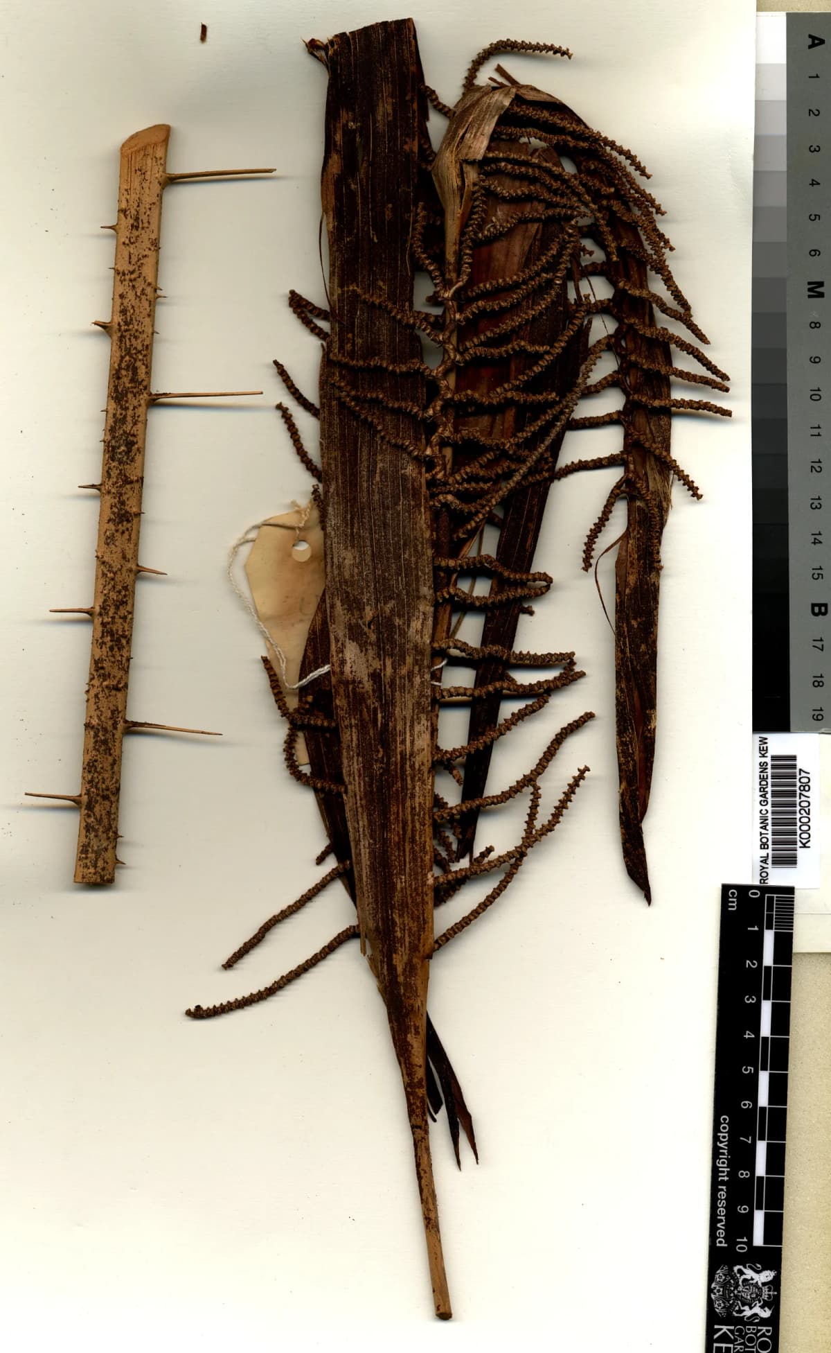 Botanical specimen of Calamus Perakensis.
