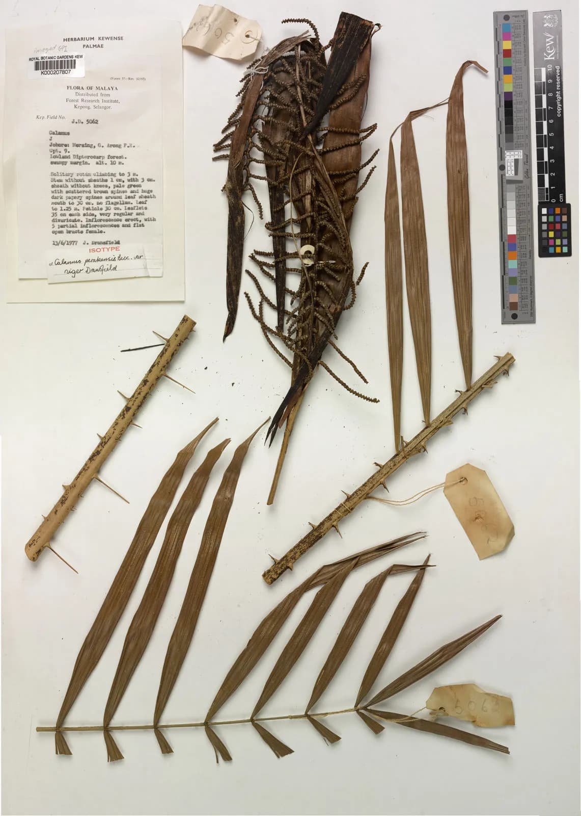 Botanical specimen of Calamus Perakensis.