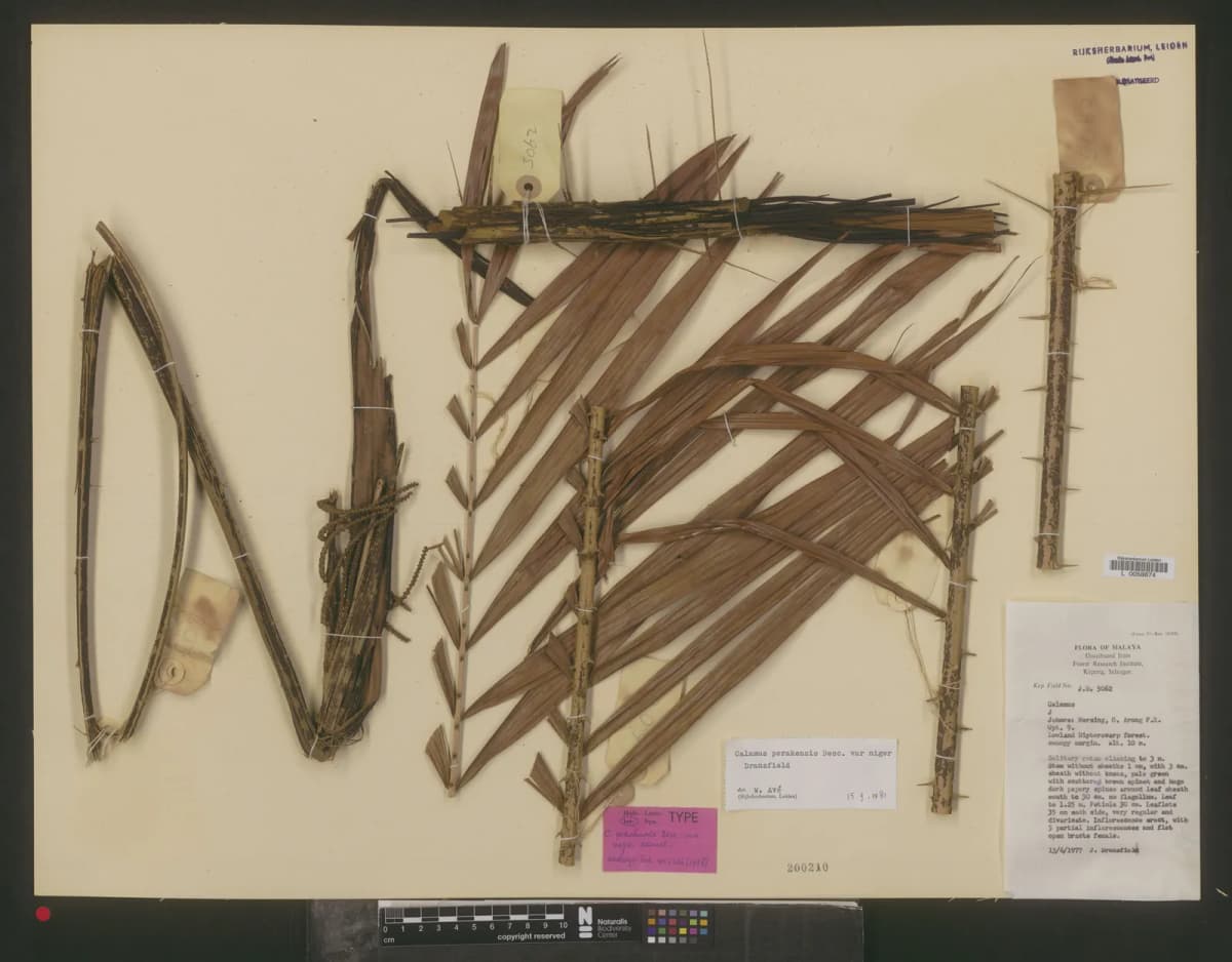Botanical specimen of Calamus Perakensis.