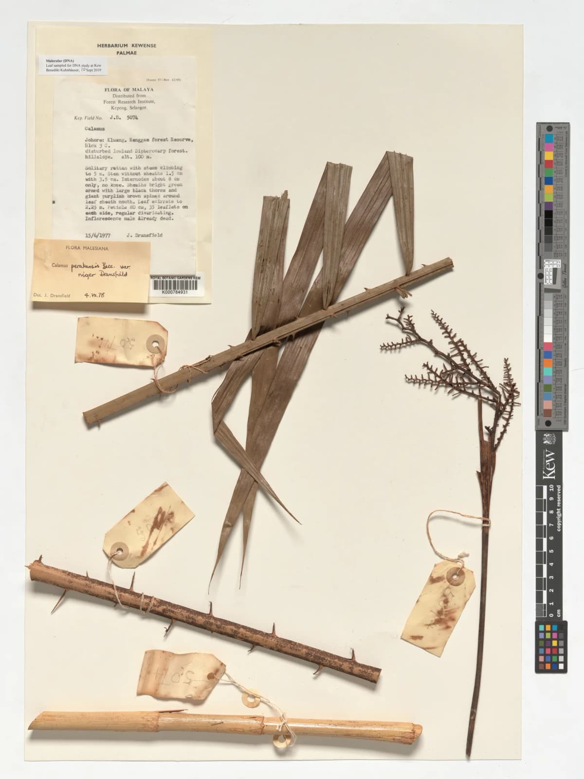 Botanical specimen of Calamus Perakensis.