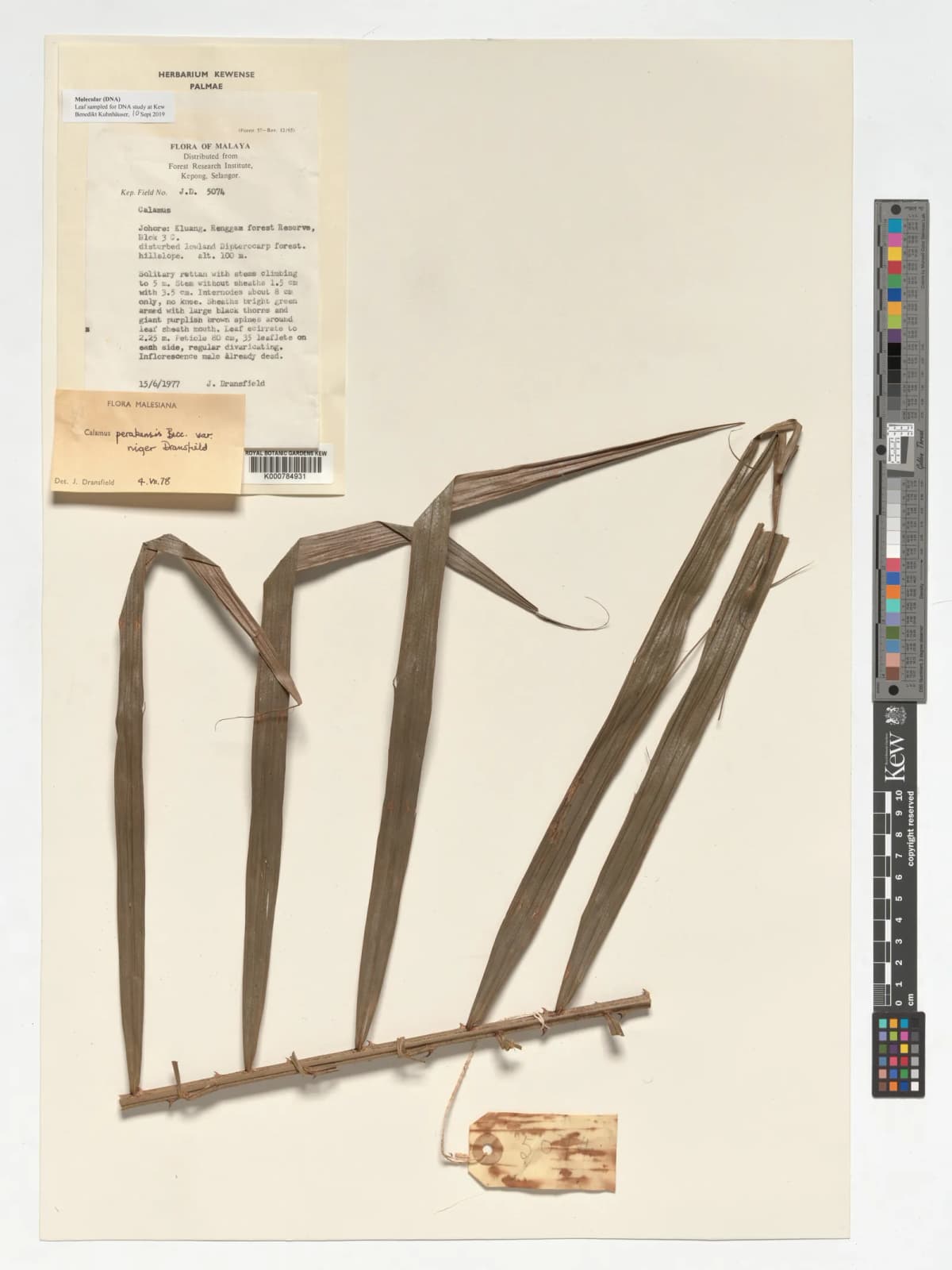 Botanical specimen of Calamus Perakensis.