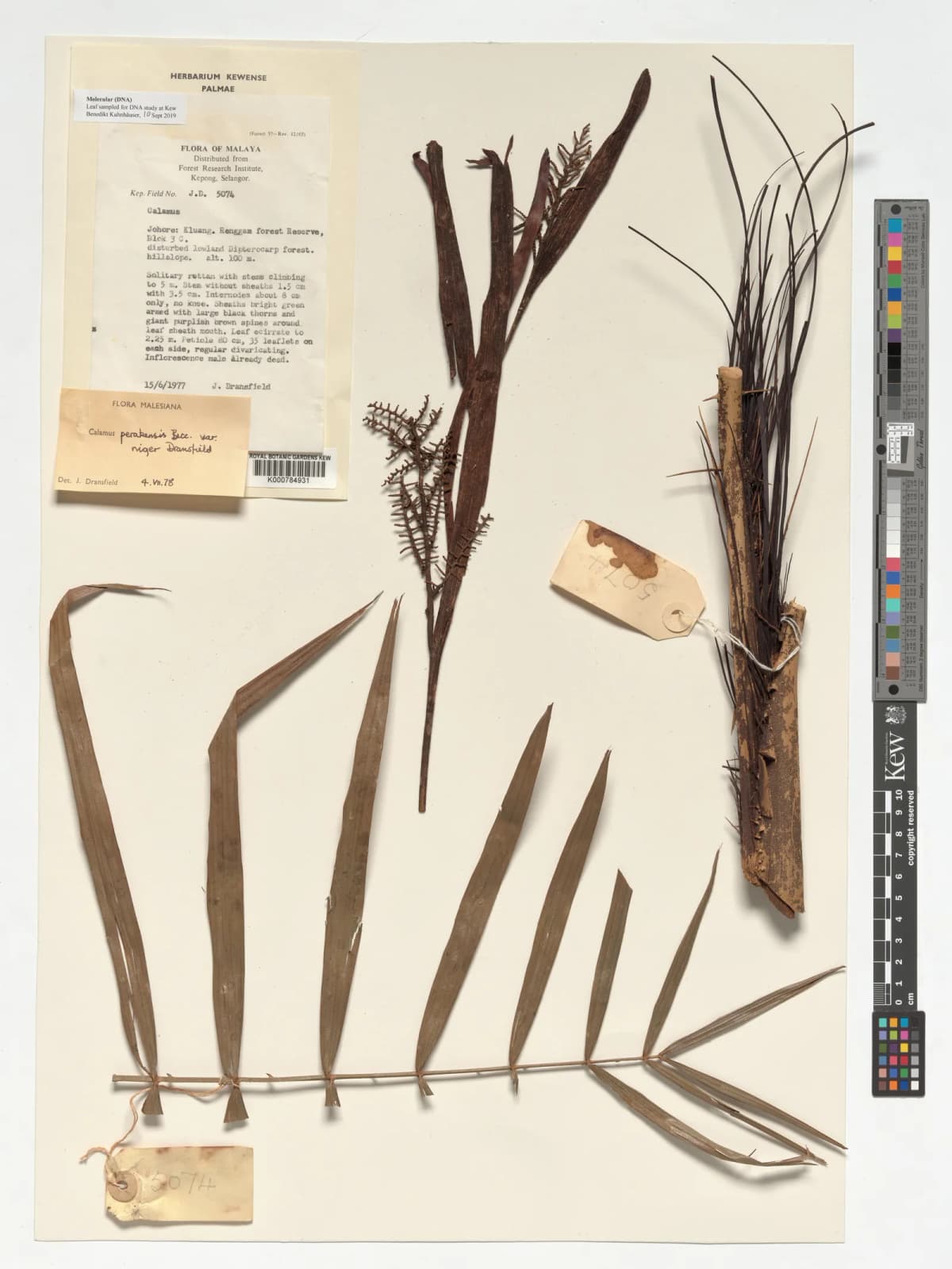 Botanical specimen of Calamus Perakensis.