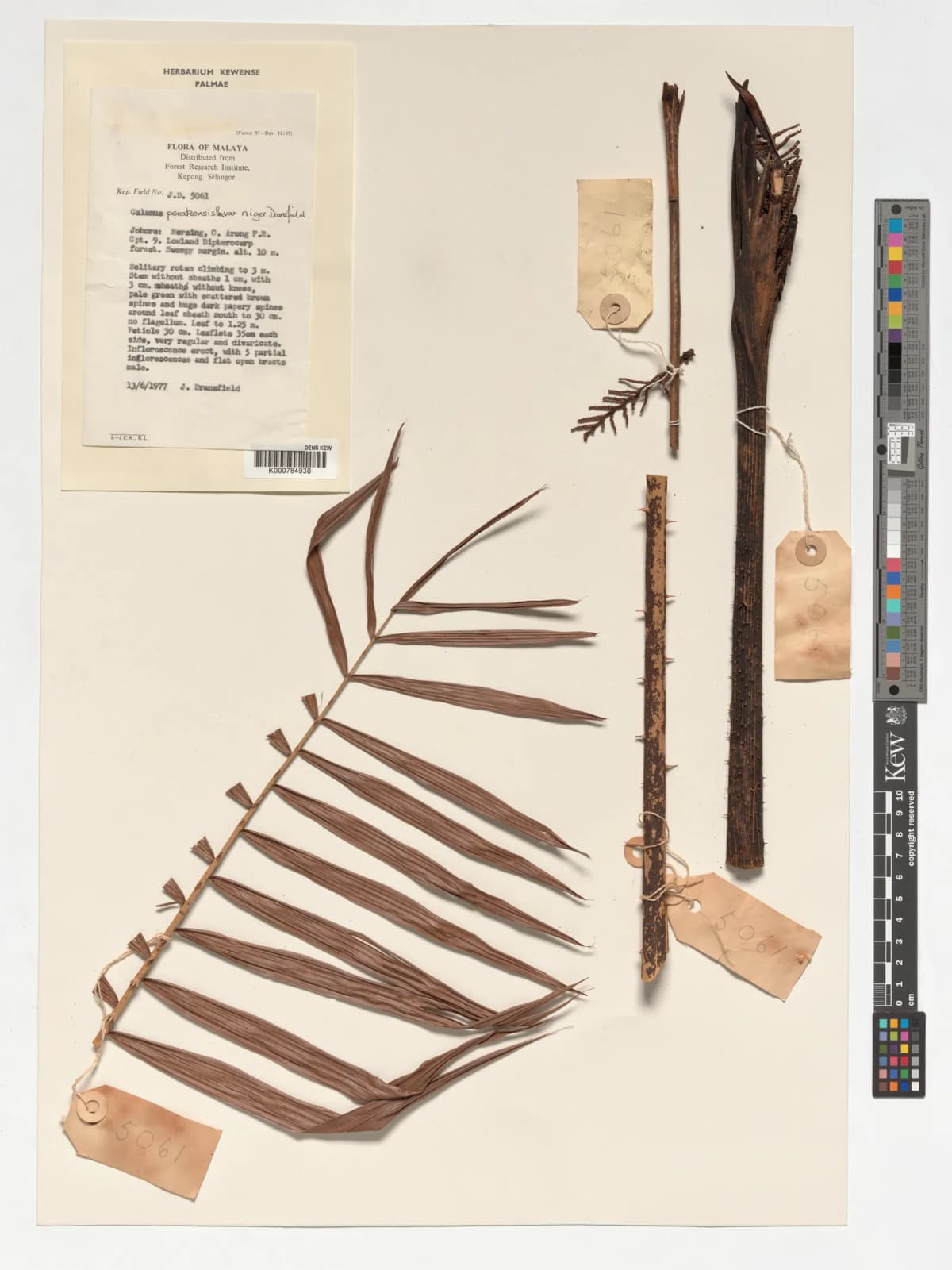 Botanical specimen of Calamus Perakensis.