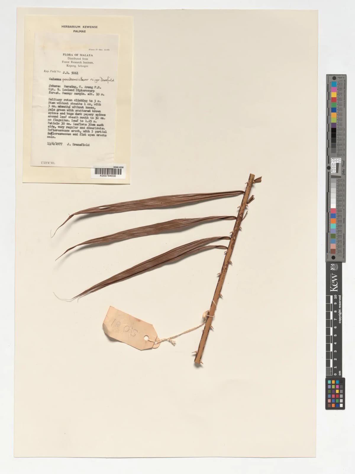 Botanical specimen of Calamus Perakensis.