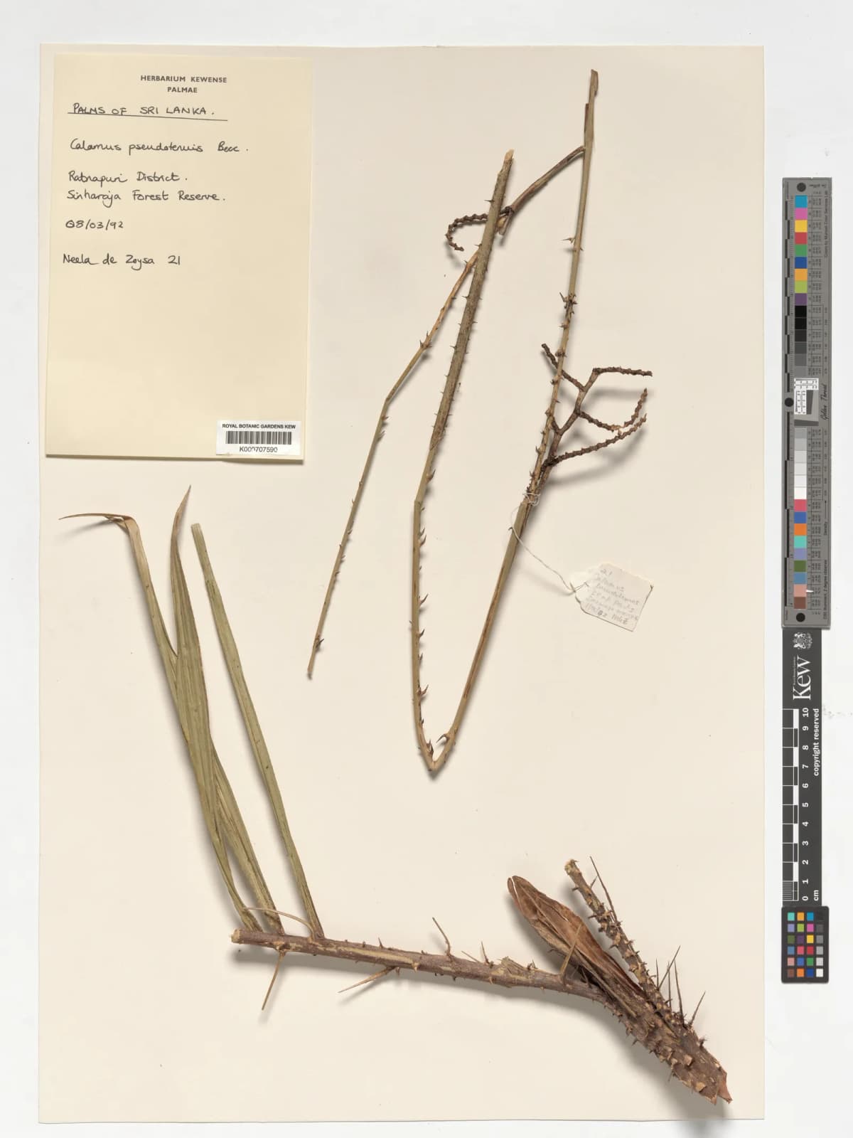 Botanical specimen of Calamus Perakensis.
