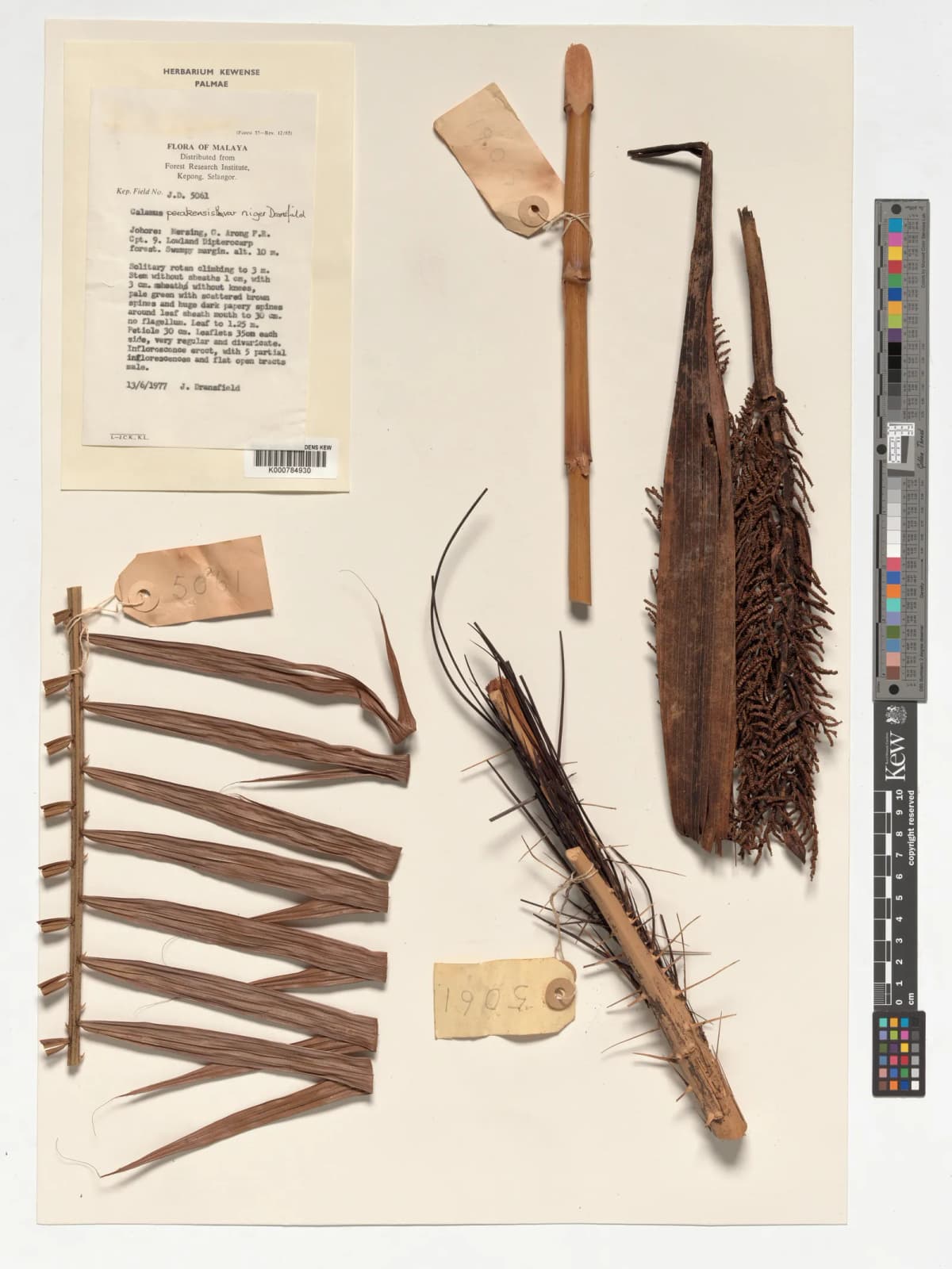 Botanical specimen of Calamus Perakensis.