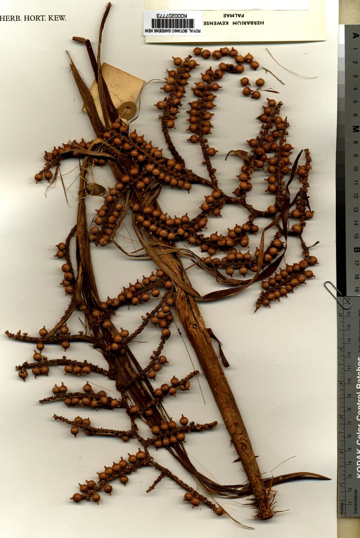 Botanical specimen of Calamus Perakensis.