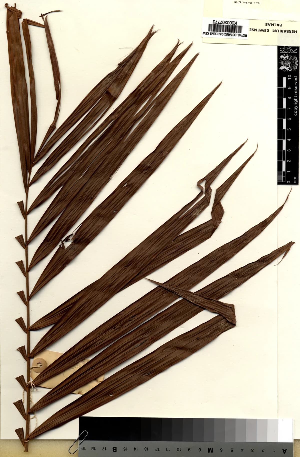 Botanical specimen of Calamus Perakensis.