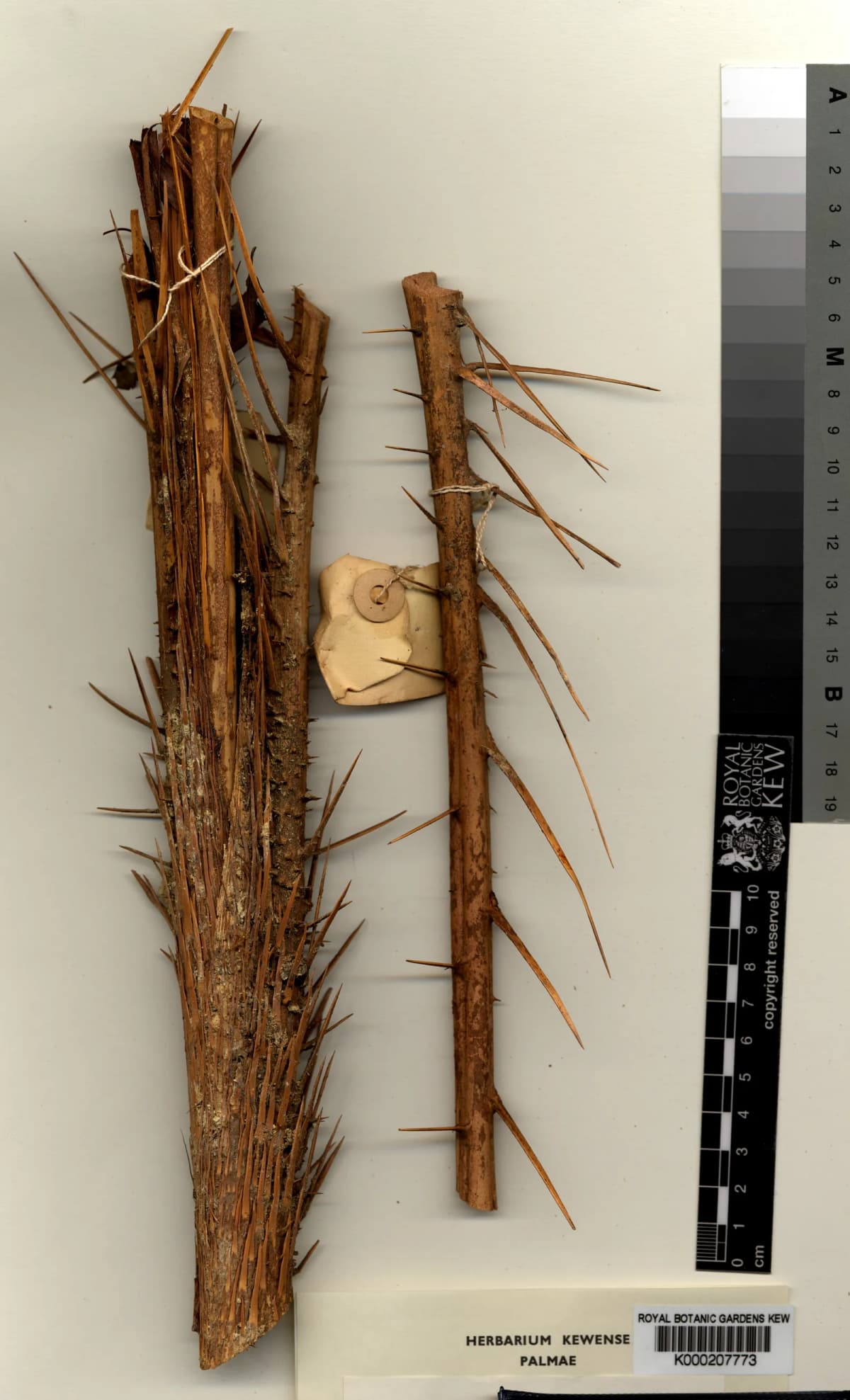 Botanical specimen of Calamus Perakensis.