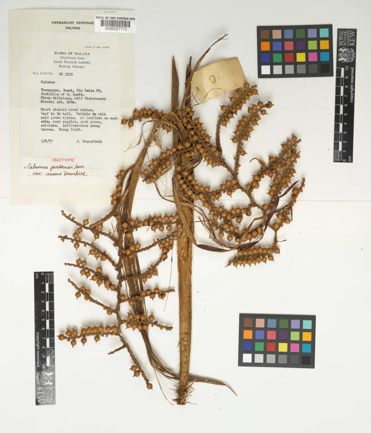 Botanical specimen of Calamus Perakensis.