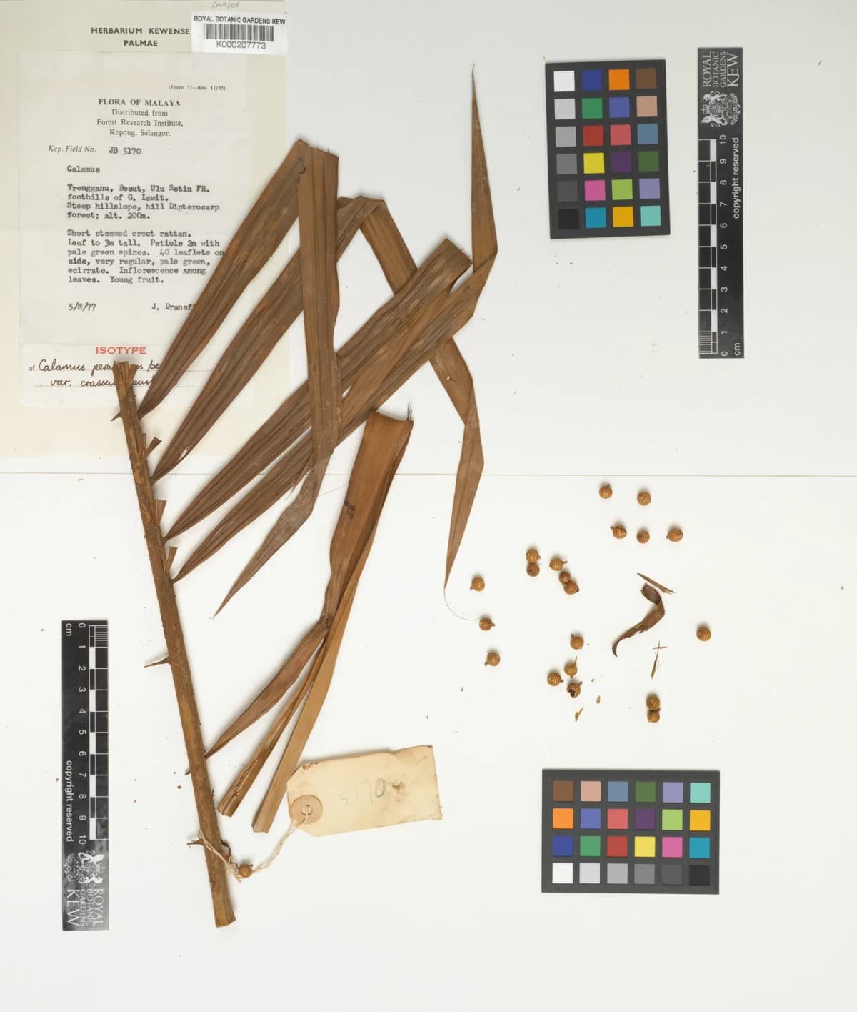 Botanical specimen of Calamus Perakensis.