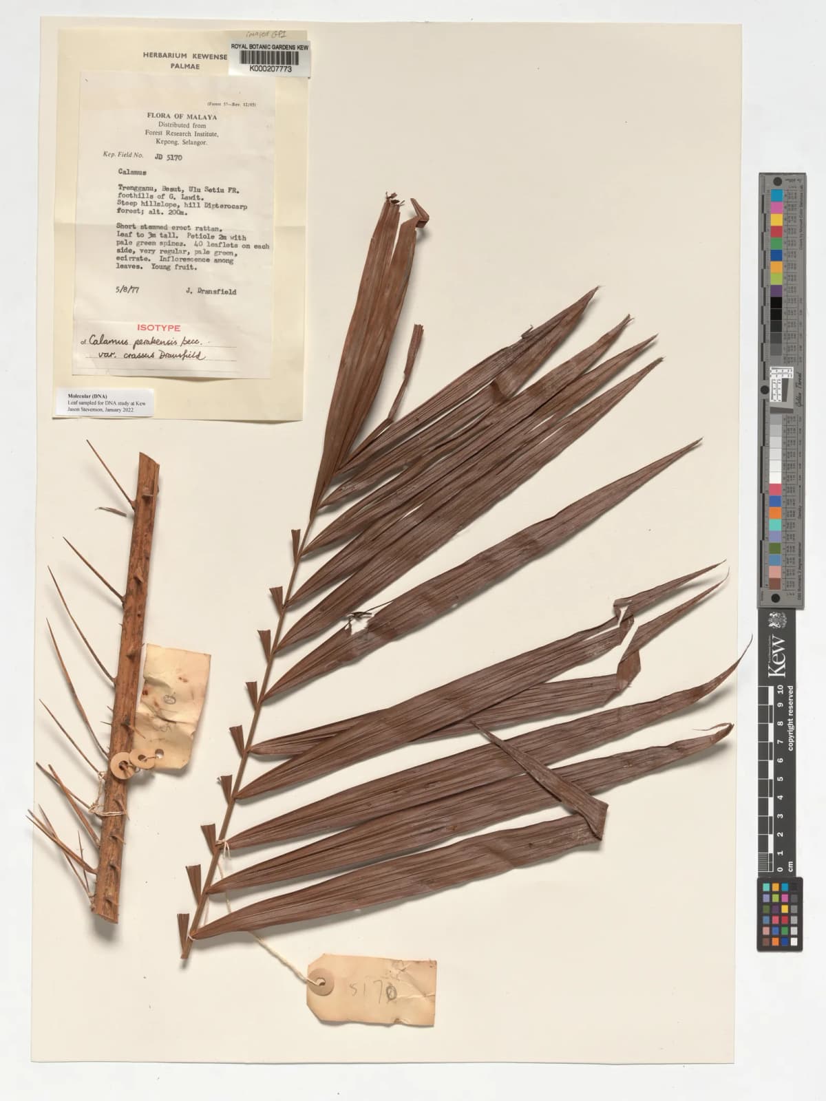 Botanical specimen of Calamus Perakensis.