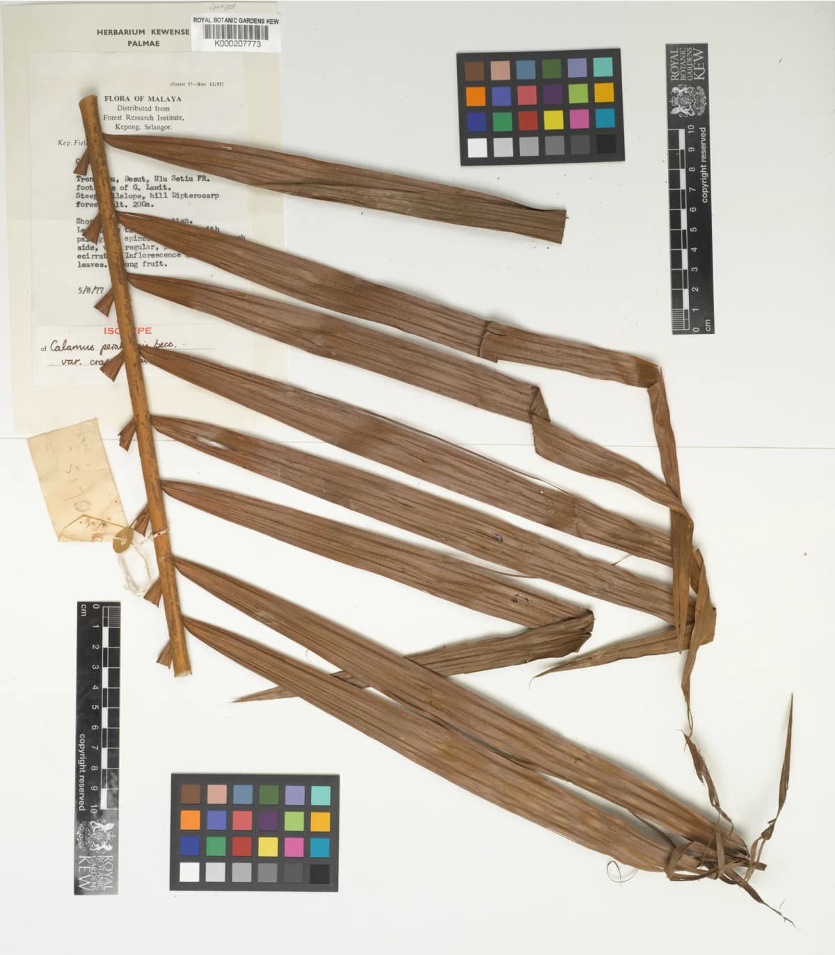 Botanical specimen of Calamus Perakensis.