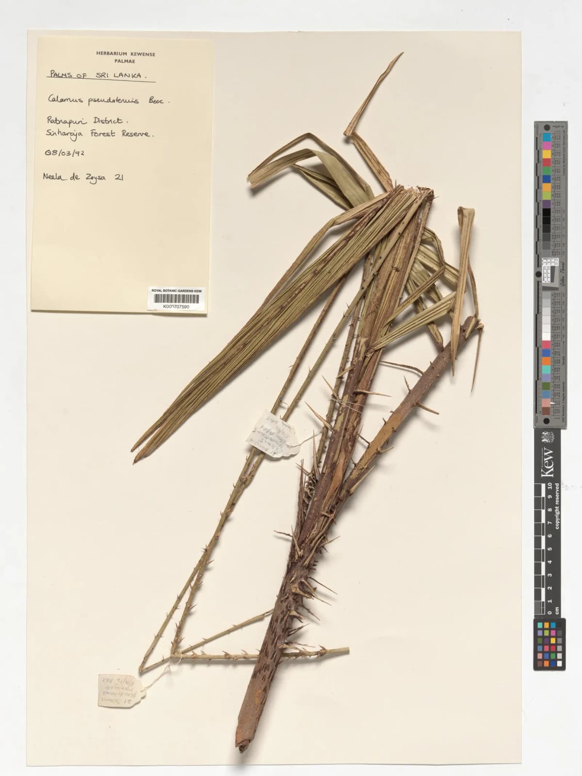 Botanical specimen of Calamus Perakensis.