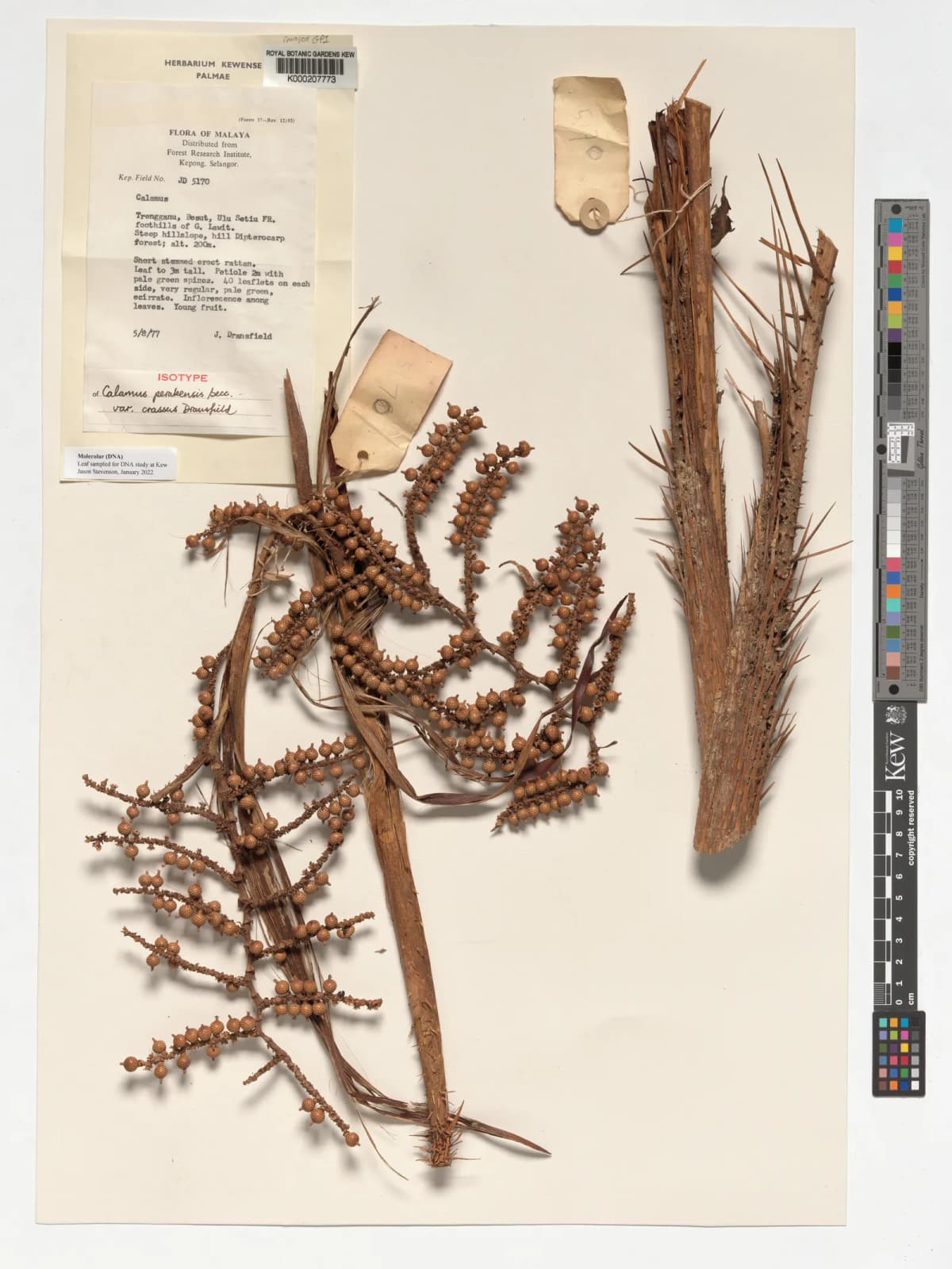 Botanical specimen of Calamus Perakensis.