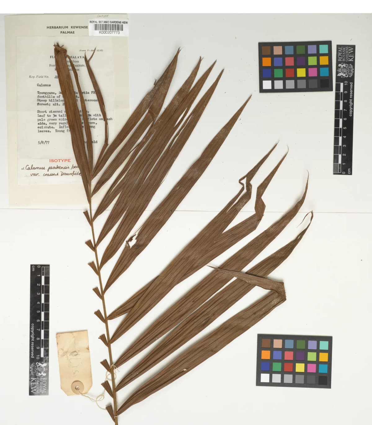 Botanical specimen of Calamus Perakensis.