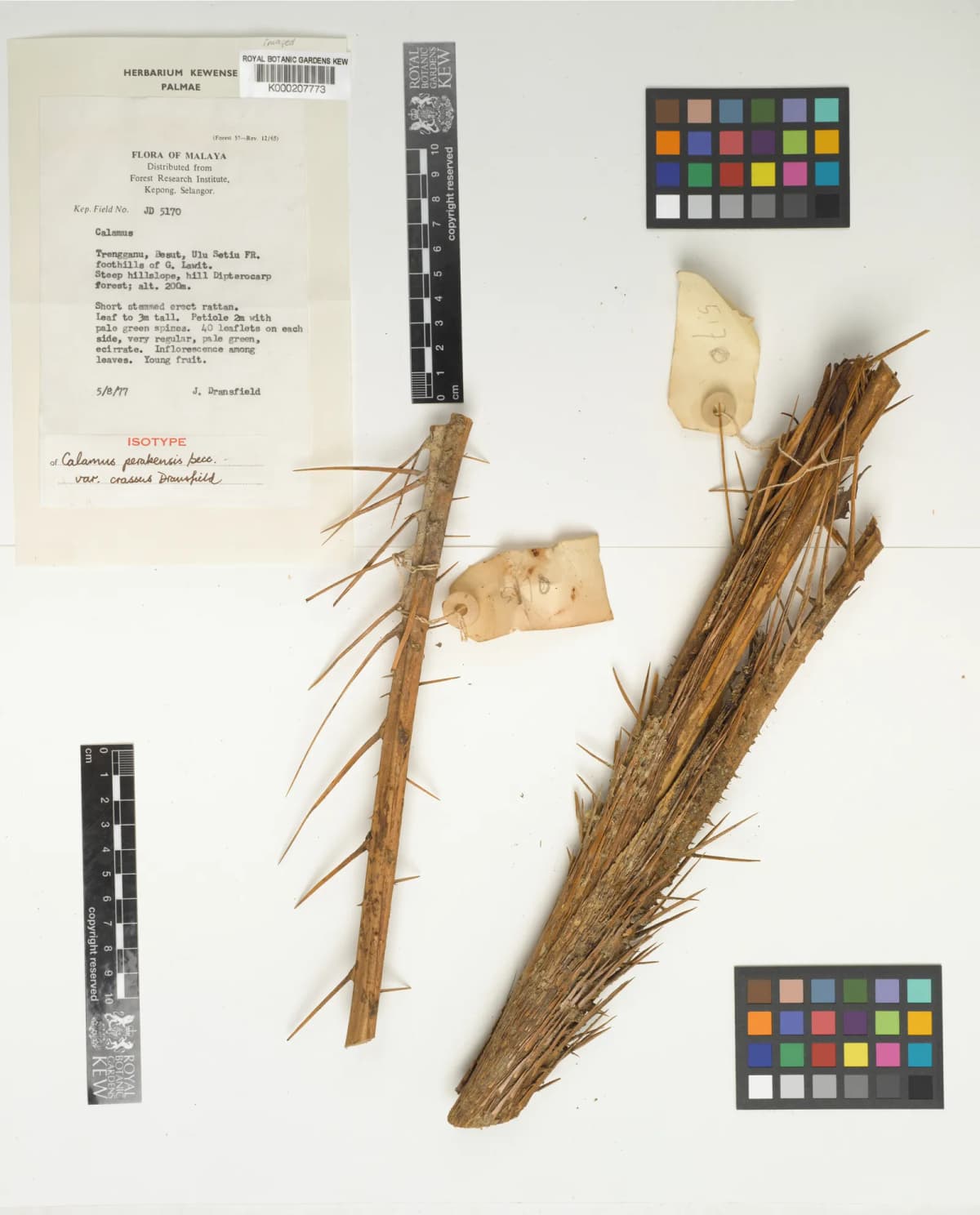 Botanical specimen of Calamus Perakensis.