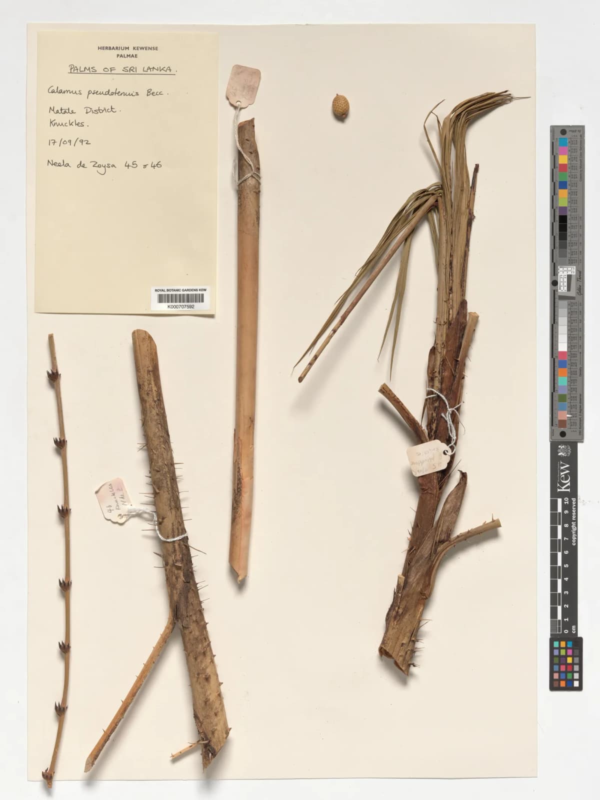 Botanical specimen of Calamus Perakensis.