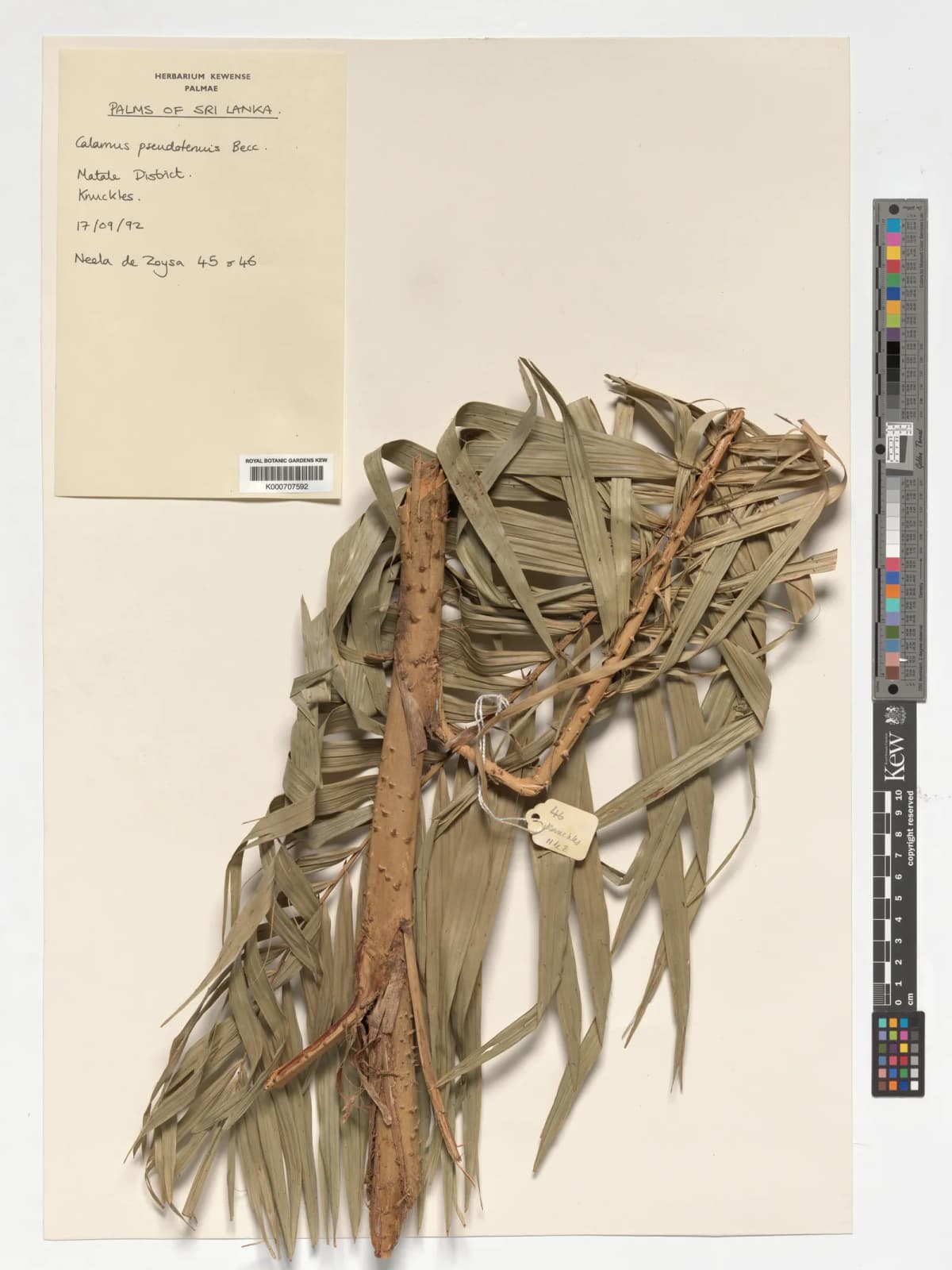 Botanical specimen of Calamus Perakensis.