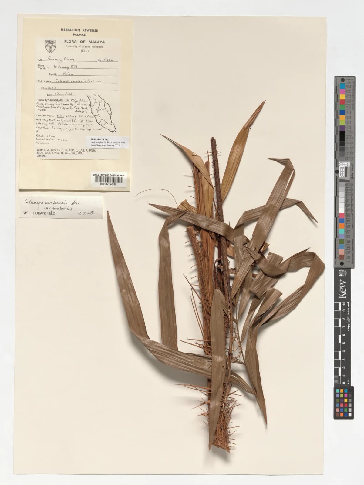 Botanical specimen of Calamus Perakensis.