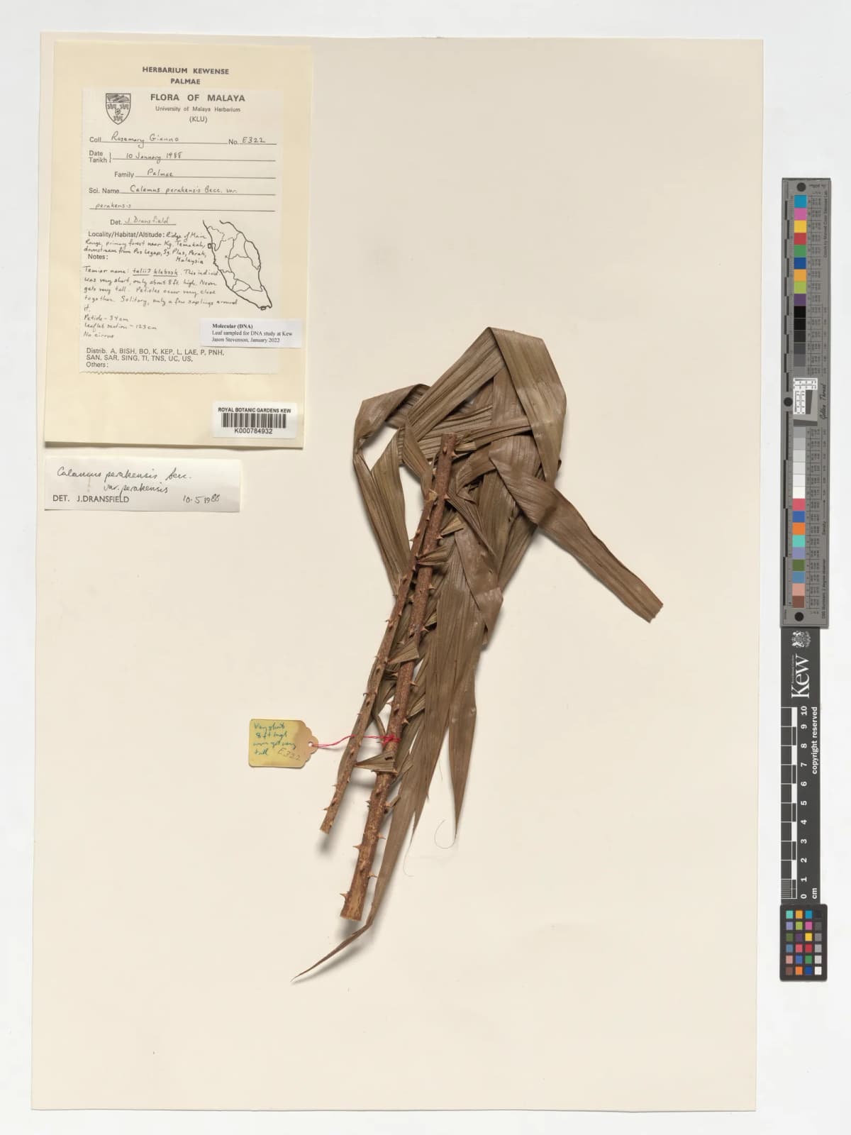Botanical specimen of Calamus Perakensis.