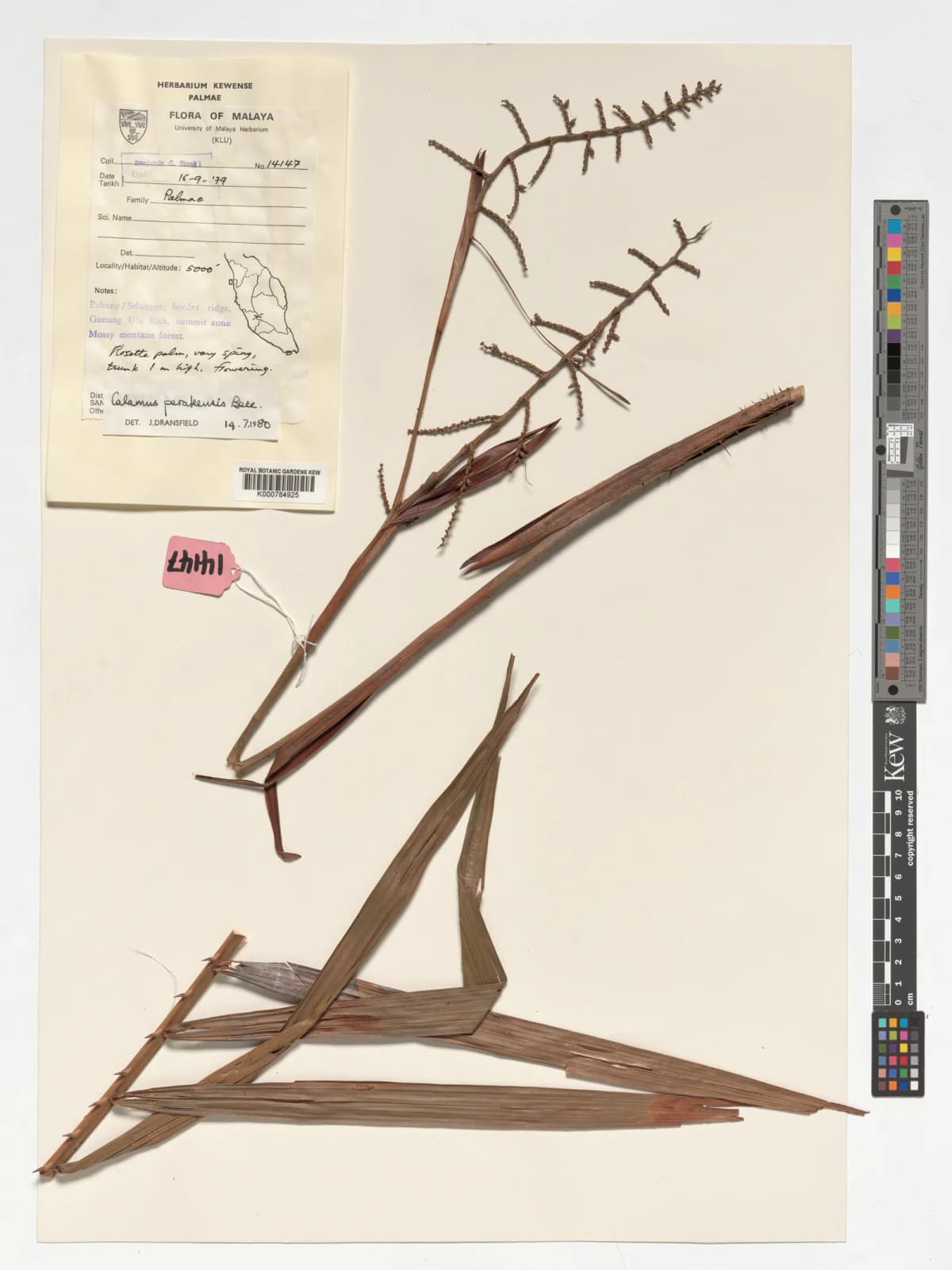 Botanical specimen of Calamus Perakensis.