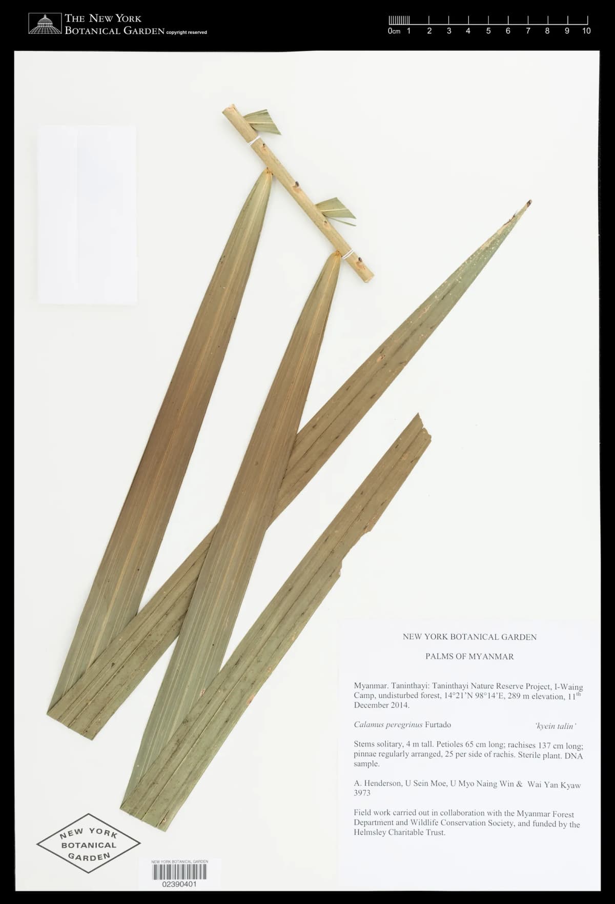 Botanical specimen of Calamus Peregrinus.