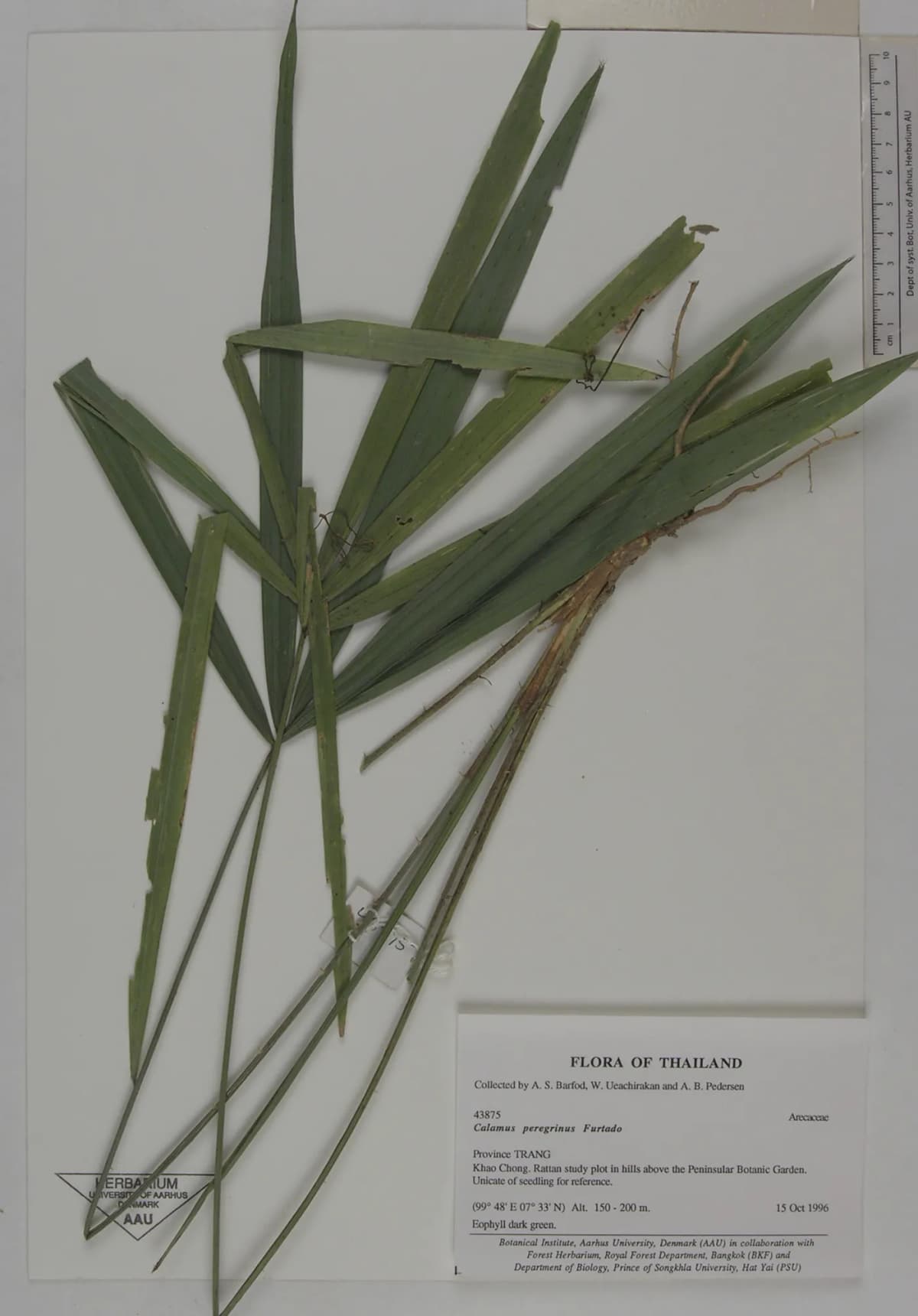 Botanical specimen of Calamus Peregrinus.