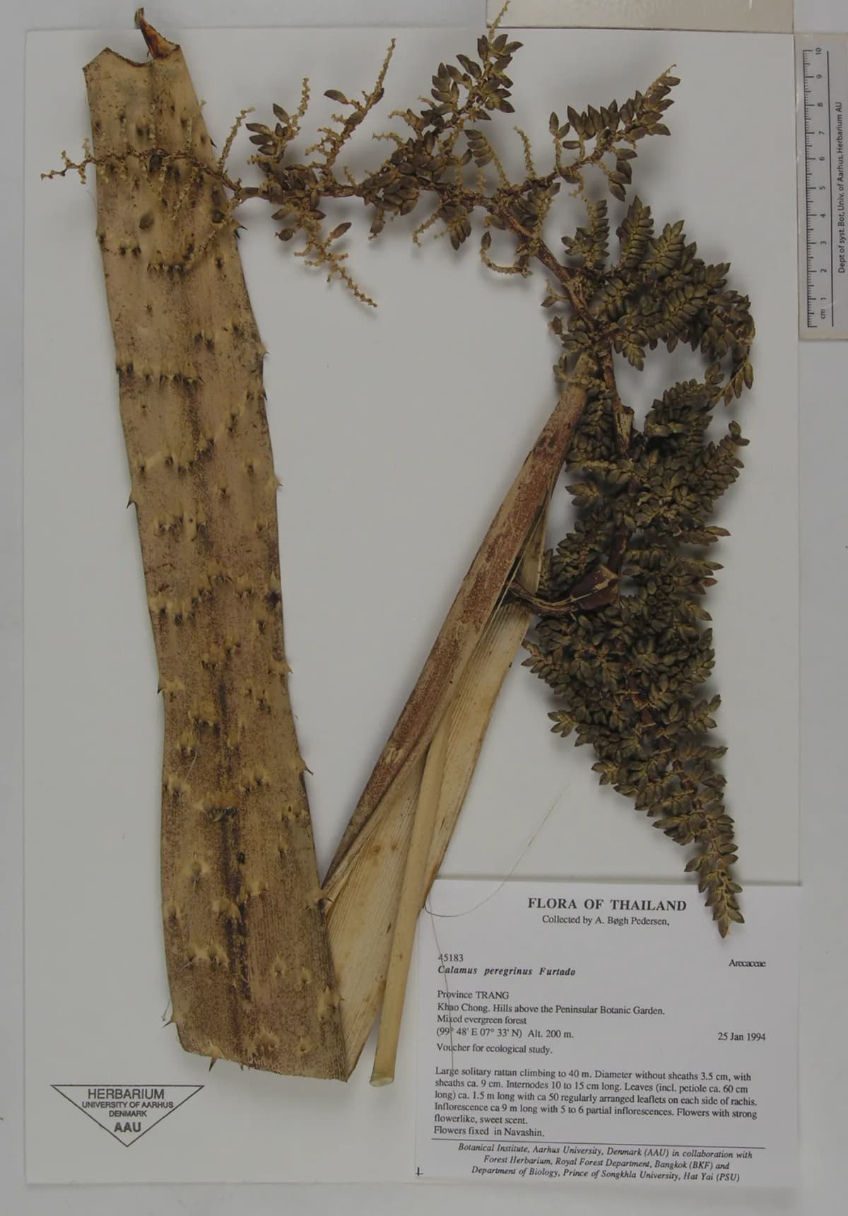 Botanical specimen of Calamus Peregrinus.
