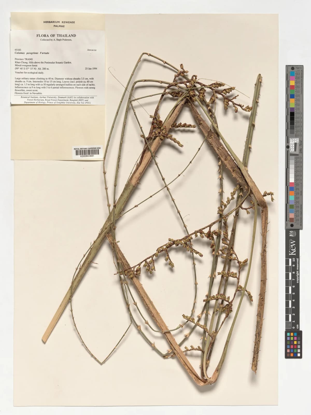 Botanical specimen of Calamus Peregrinus.