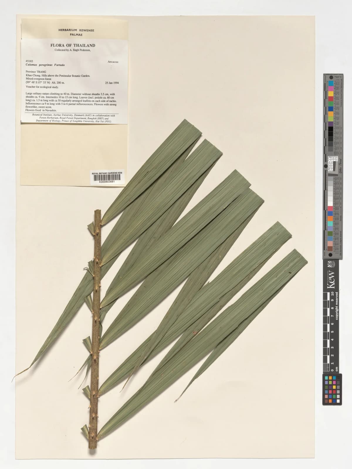 Botanical specimen of Calamus Peregrinus.