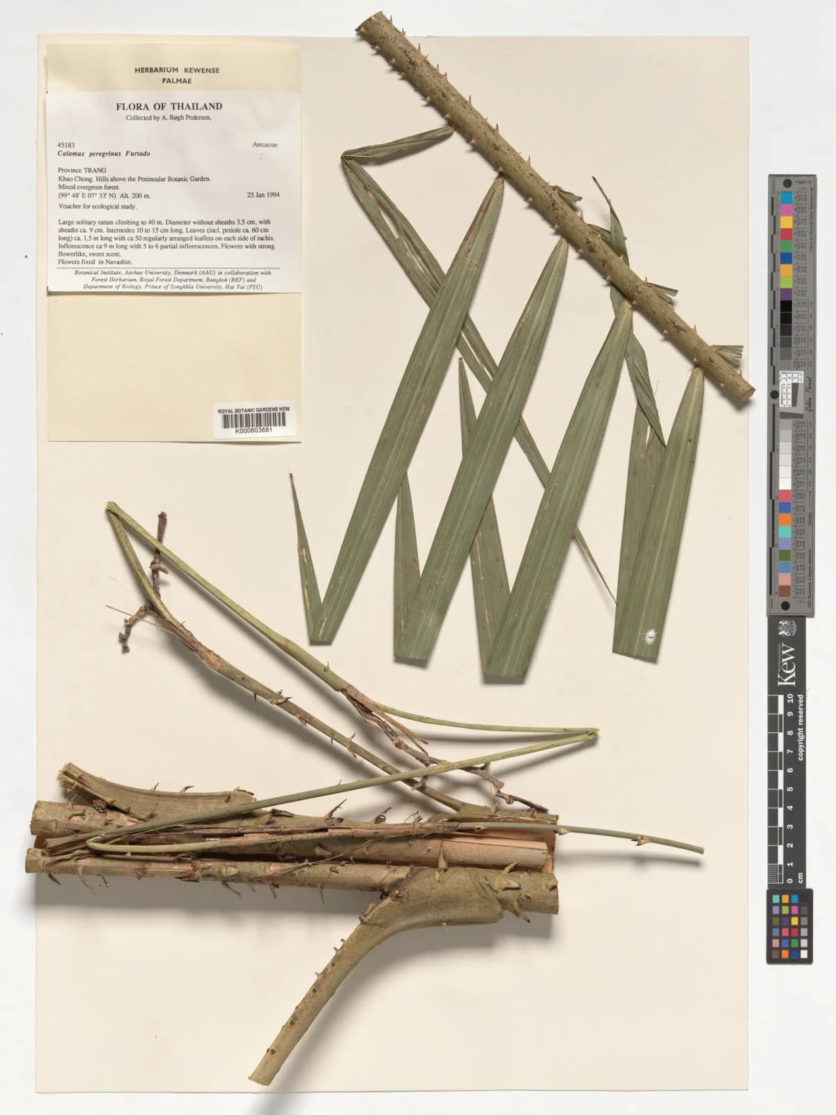 Botanical specimen of Calamus Peregrinus.