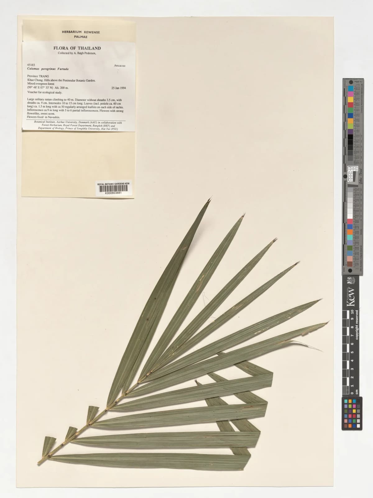 Botanical specimen of Calamus Peregrinus.