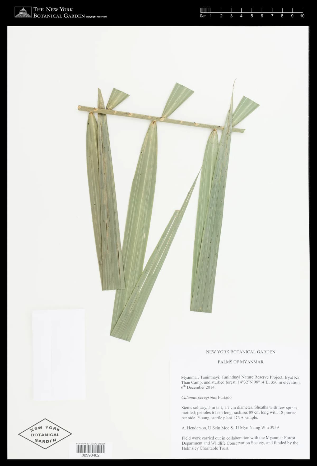 Botanical specimen of Calamus Peregrinus.