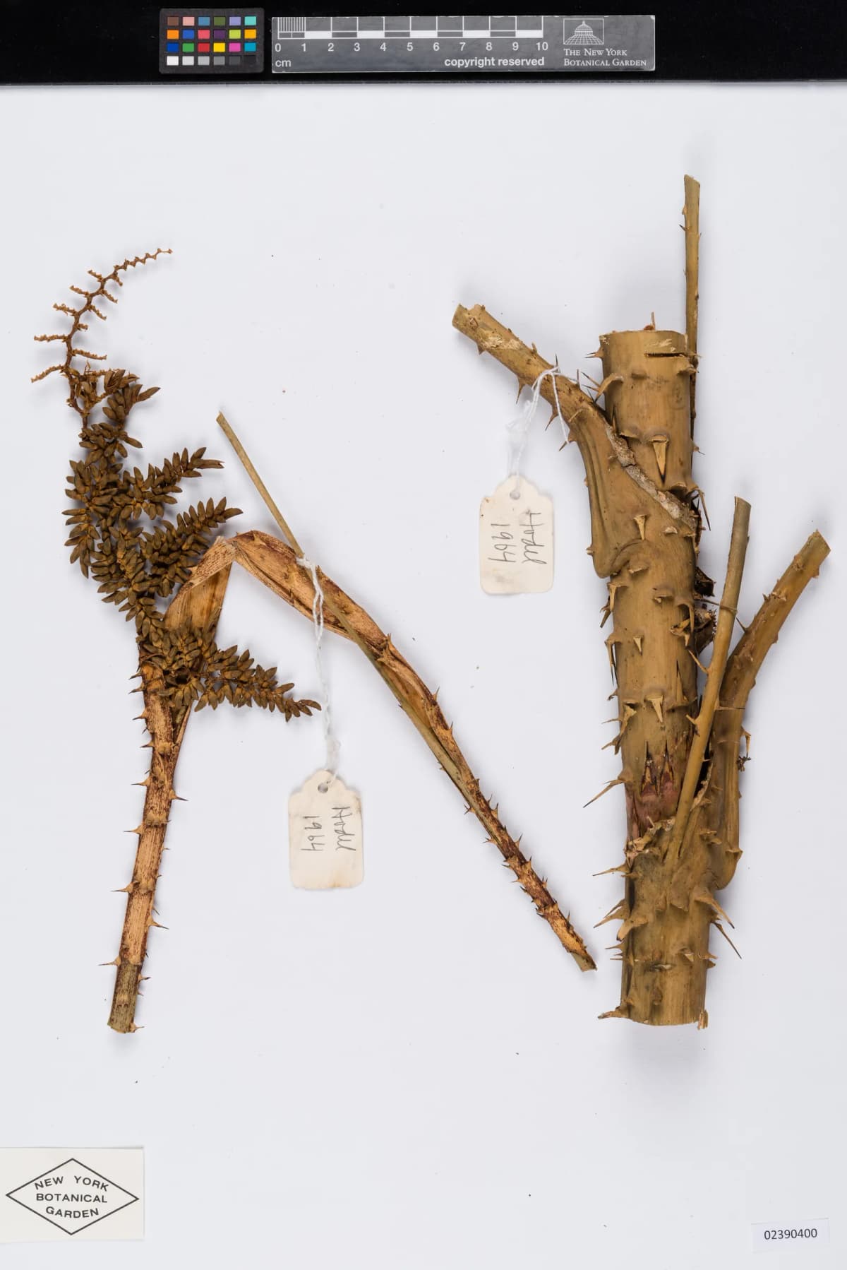 Botanical specimen of Calamus Peregrinus.