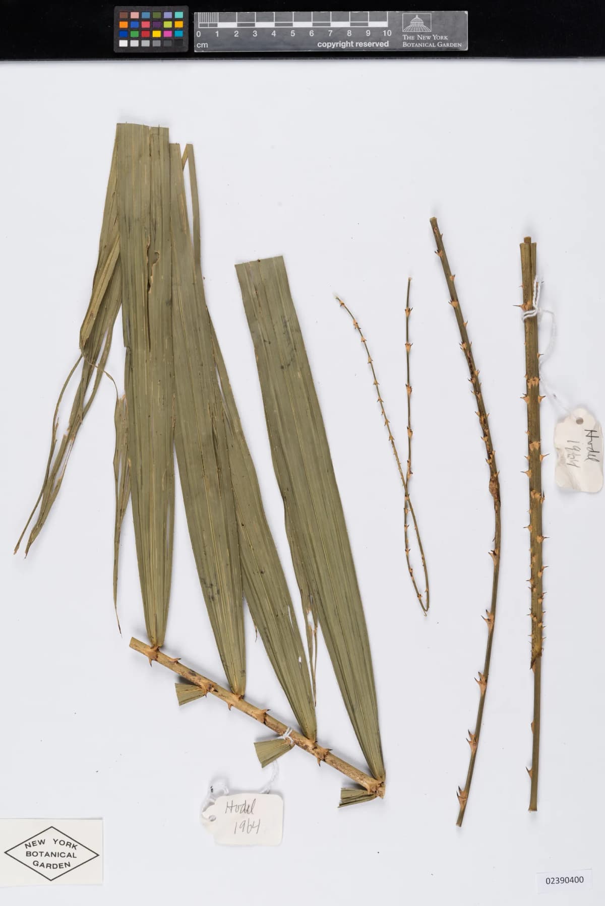 Botanical specimen of Calamus Peregrinus.