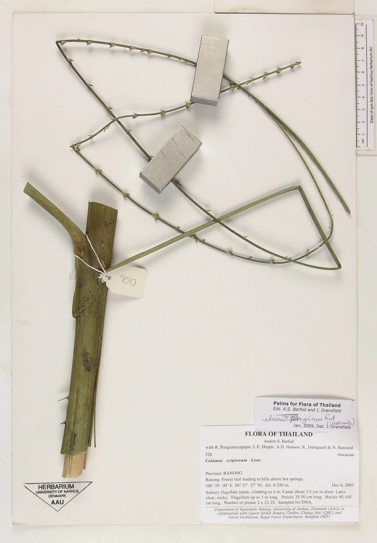 Botanical specimen of Calamus Peregrinus.