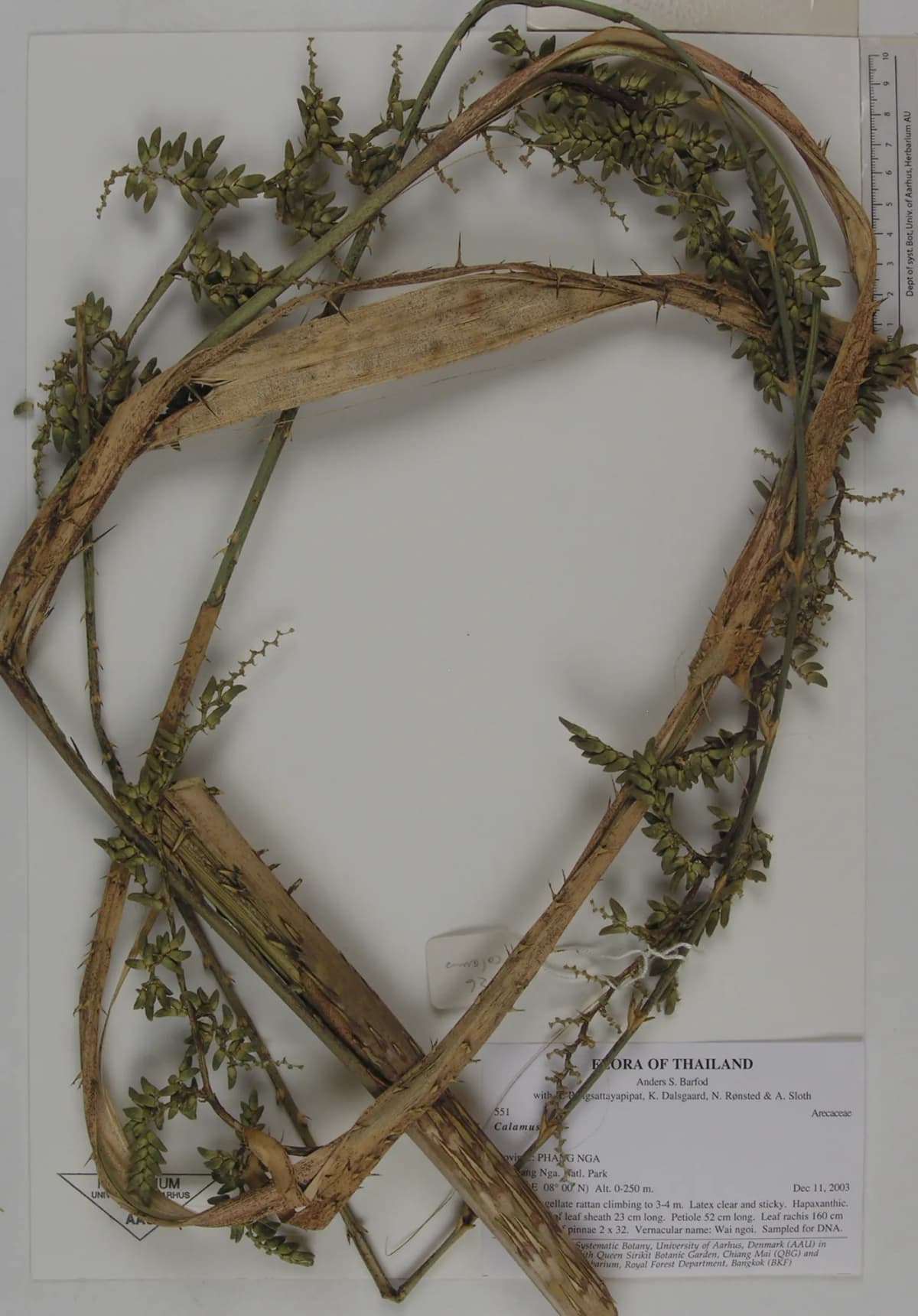 Botanical specimen of Calamus Peregrinus.