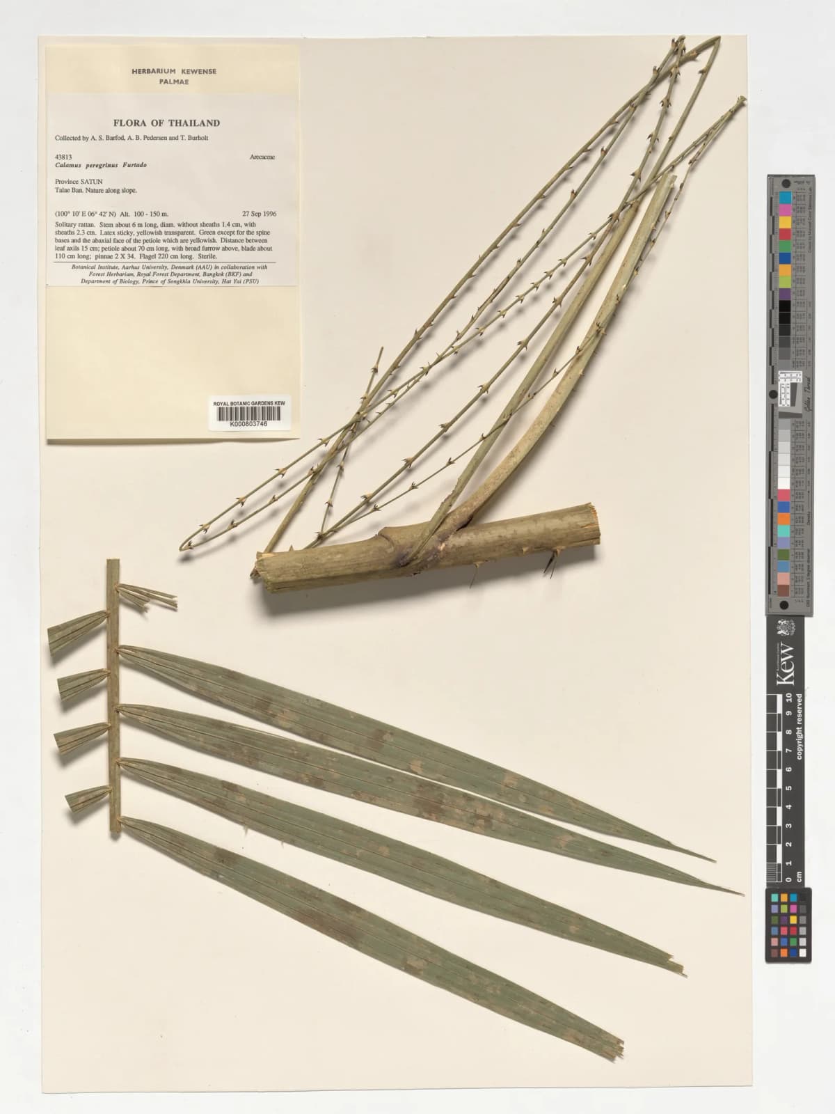 Botanical specimen of Calamus Peregrinus.
