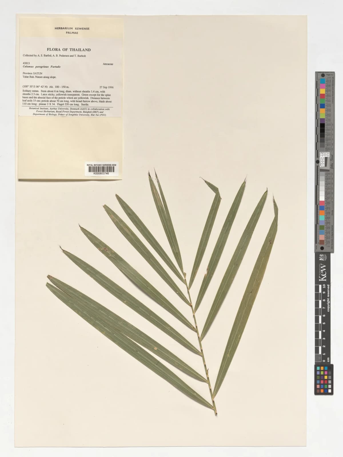 Botanical specimen of Calamus Peregrinus.
