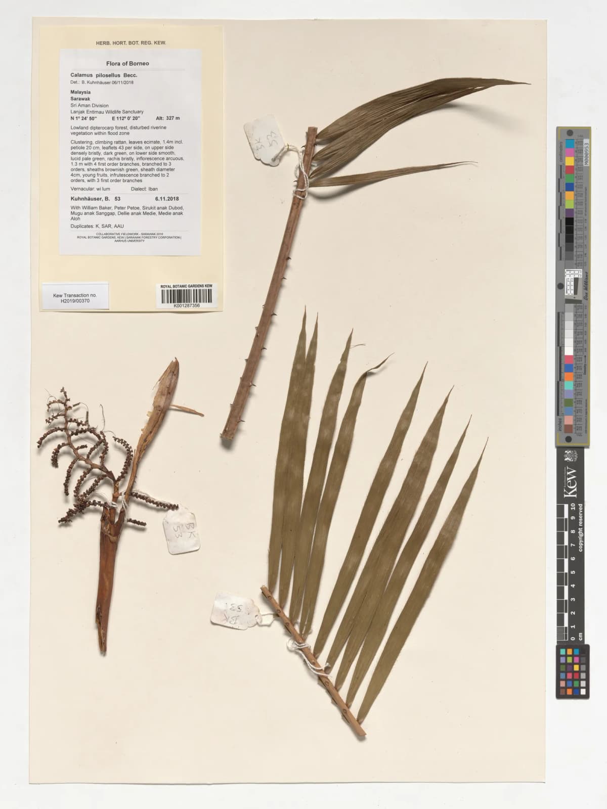 Botanical specimen of Calamus Pilosellus.