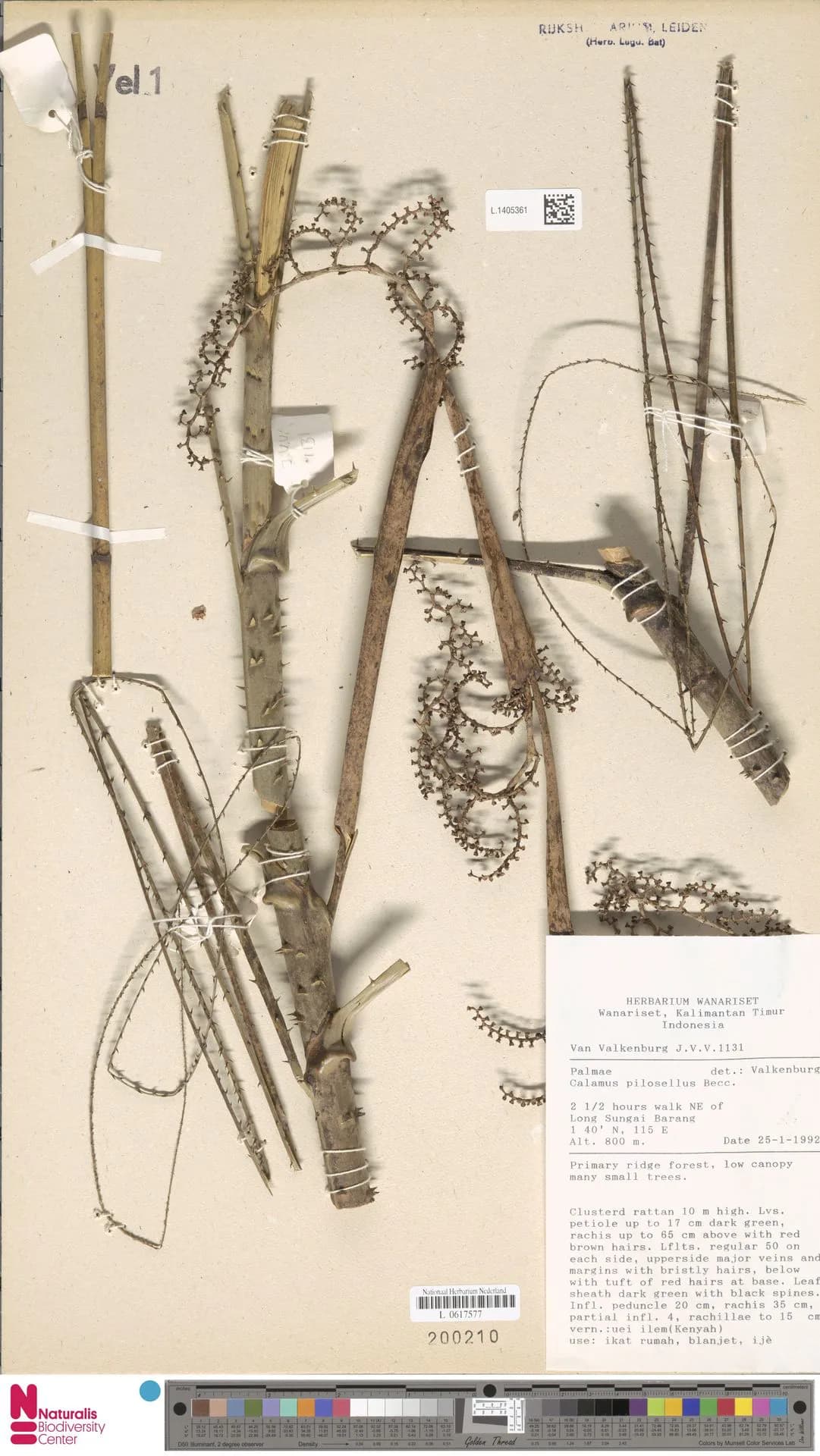 Botanical specimen of Calamus Pilosellus.
