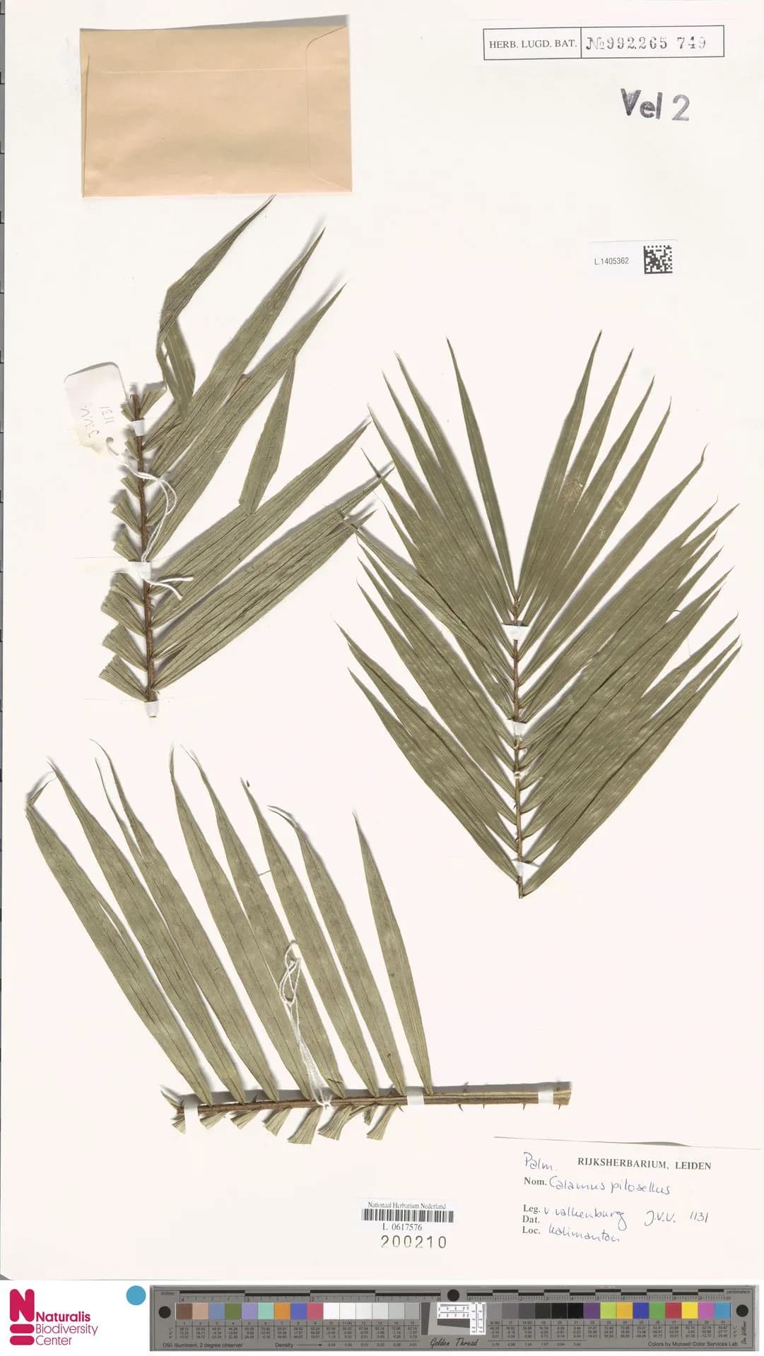 Botanical specimen of Calamus Pilosellus.